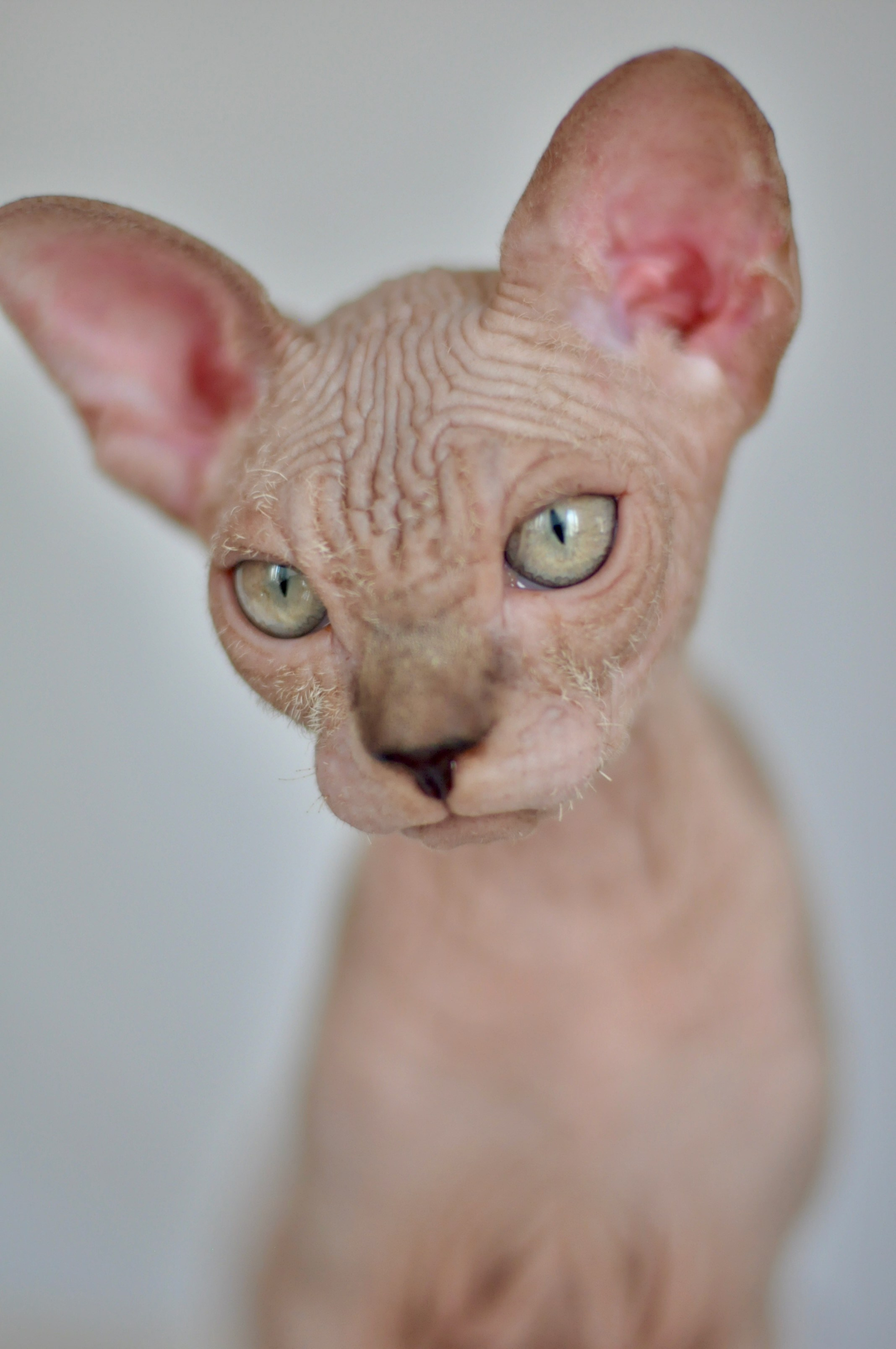 sphynx kitten Cyprus