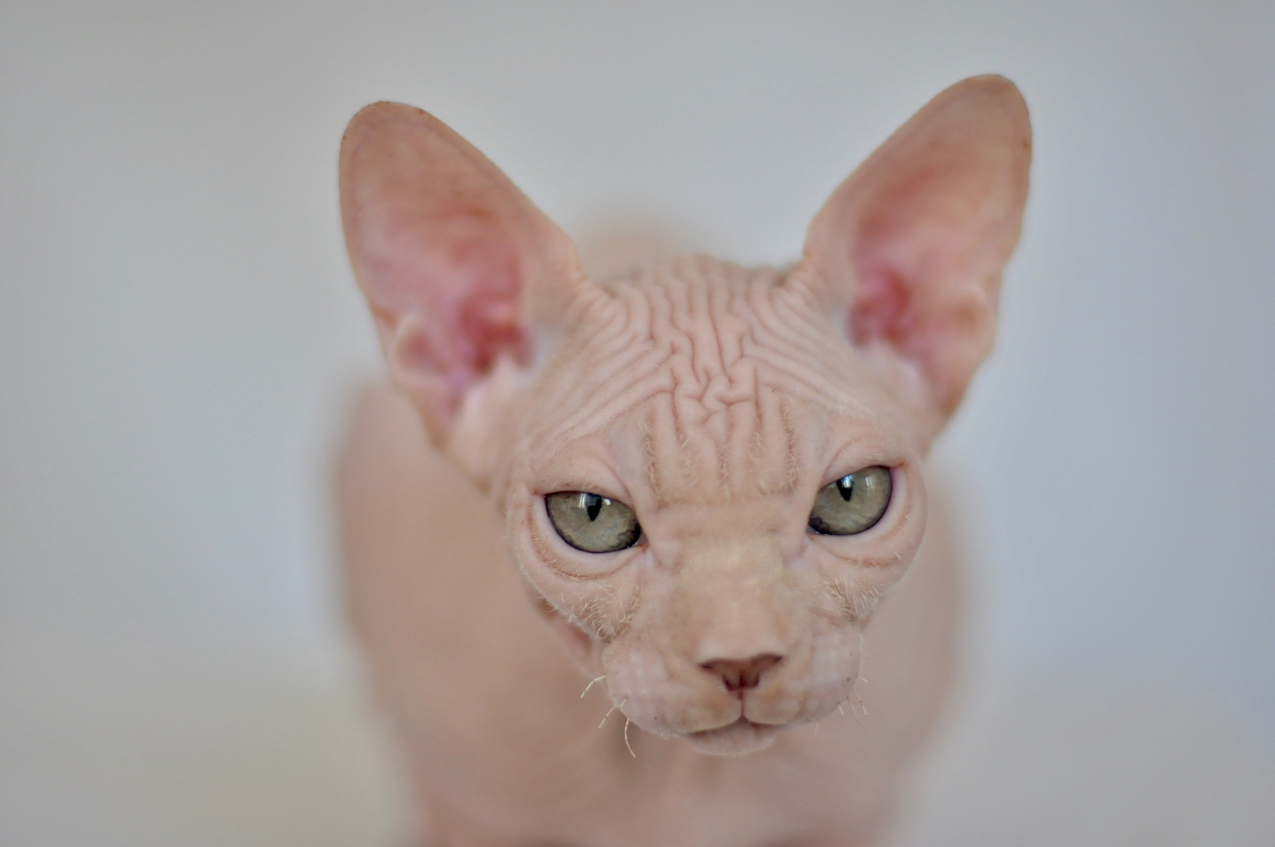 ICARUS ♂ DOB 22/05/2026 AVAILABLE. Питомник Канадских Сфинксов MURVEL, город Лимассол, Кипр