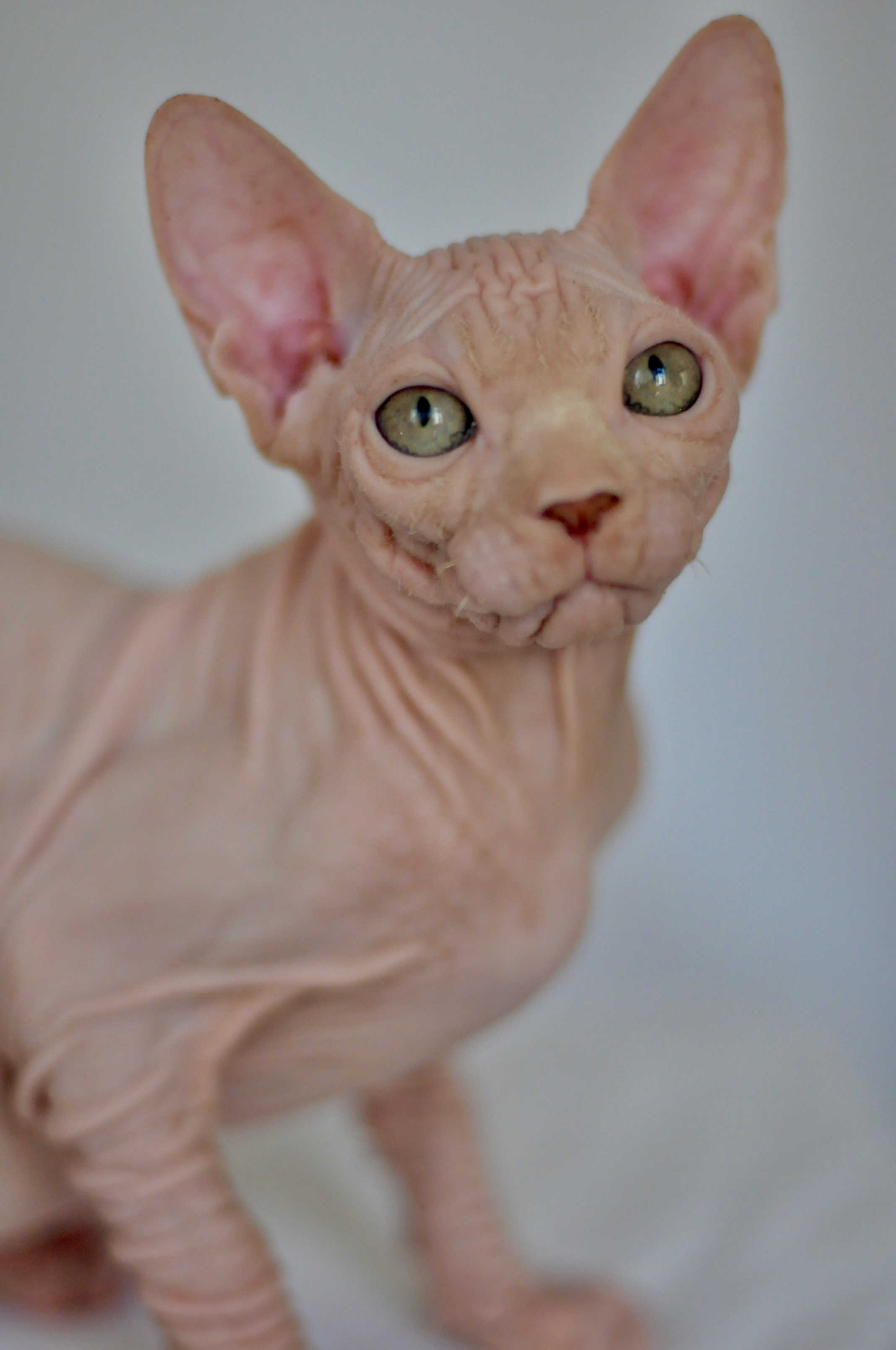 ICARUS ♂ DOB 22/05/2026 AVAILABLE. Питомник Канадских Сфинксов MURVEL, город Лимассол, Кипр