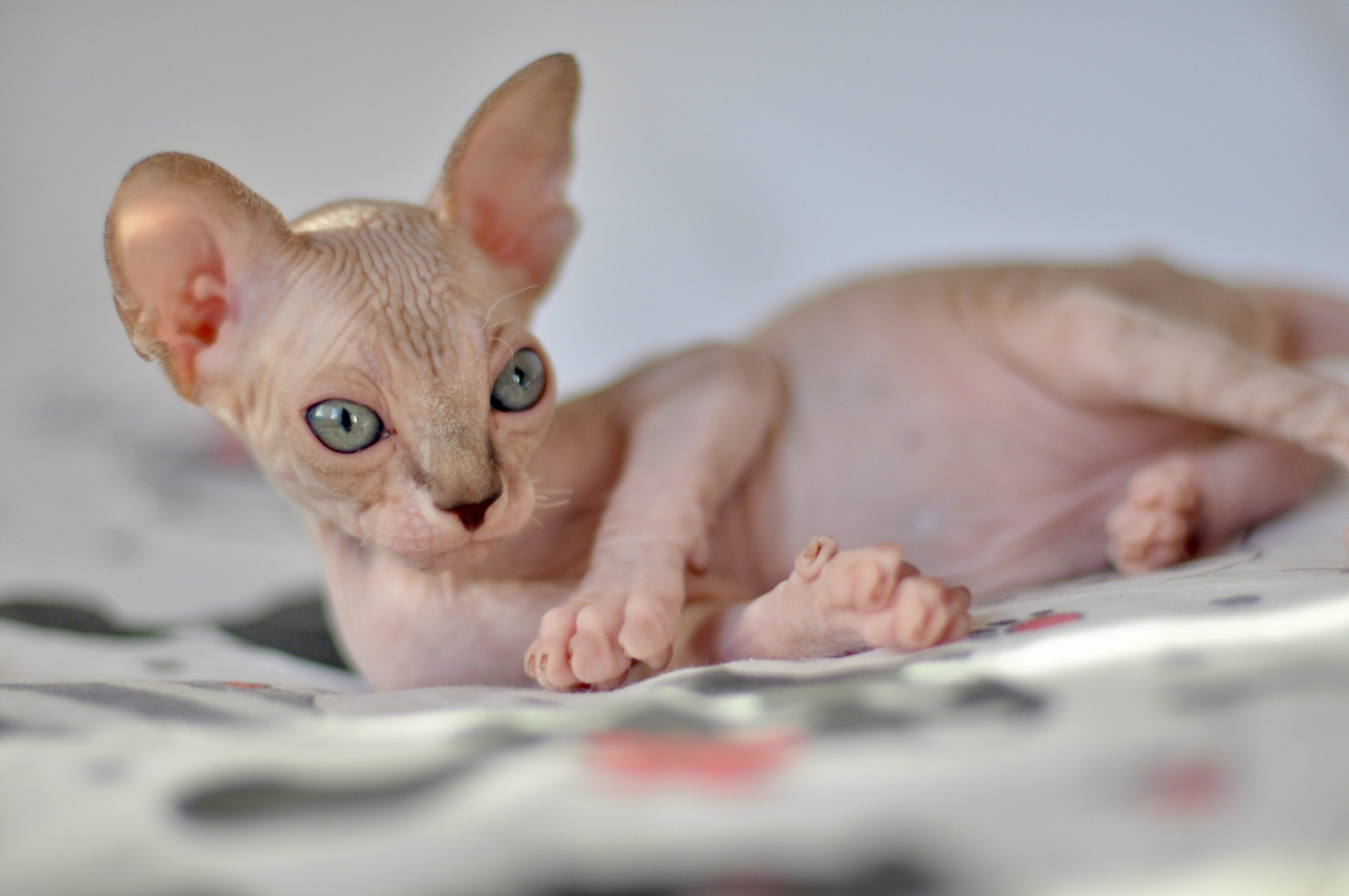 sphynx kitten Cyprus