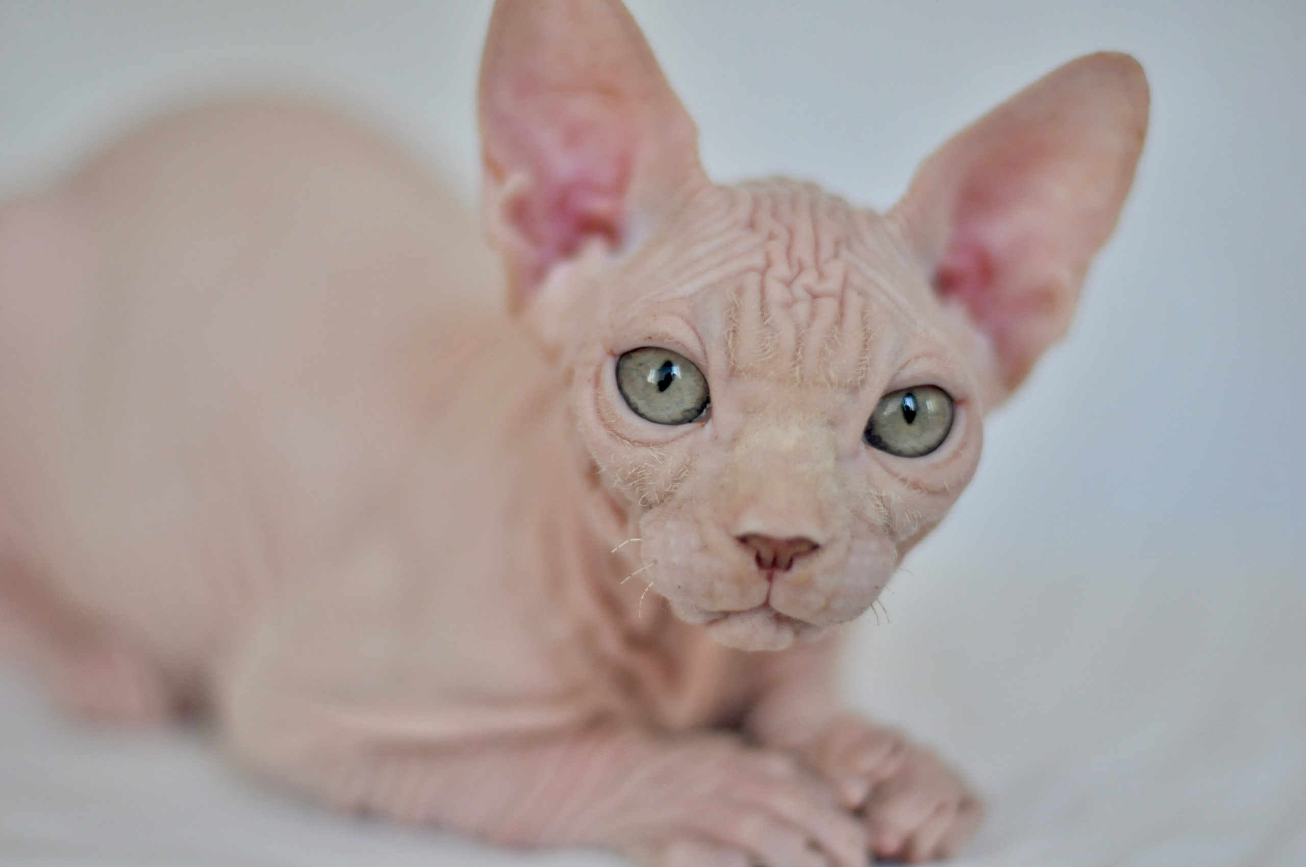 ICARUS ♂ DOB 22/05/2026 AVAILABLE. Питомник Канадских Сфинксов MURVEL, город Лимассол, Кипр