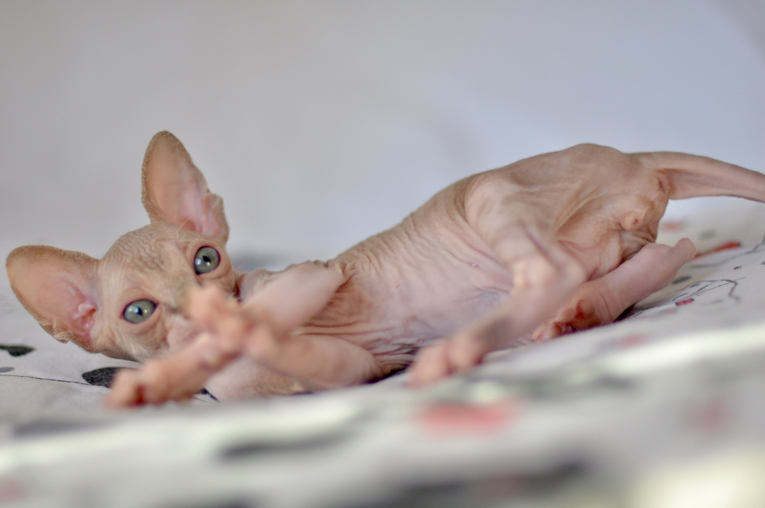 sphynx kitten Cyprus