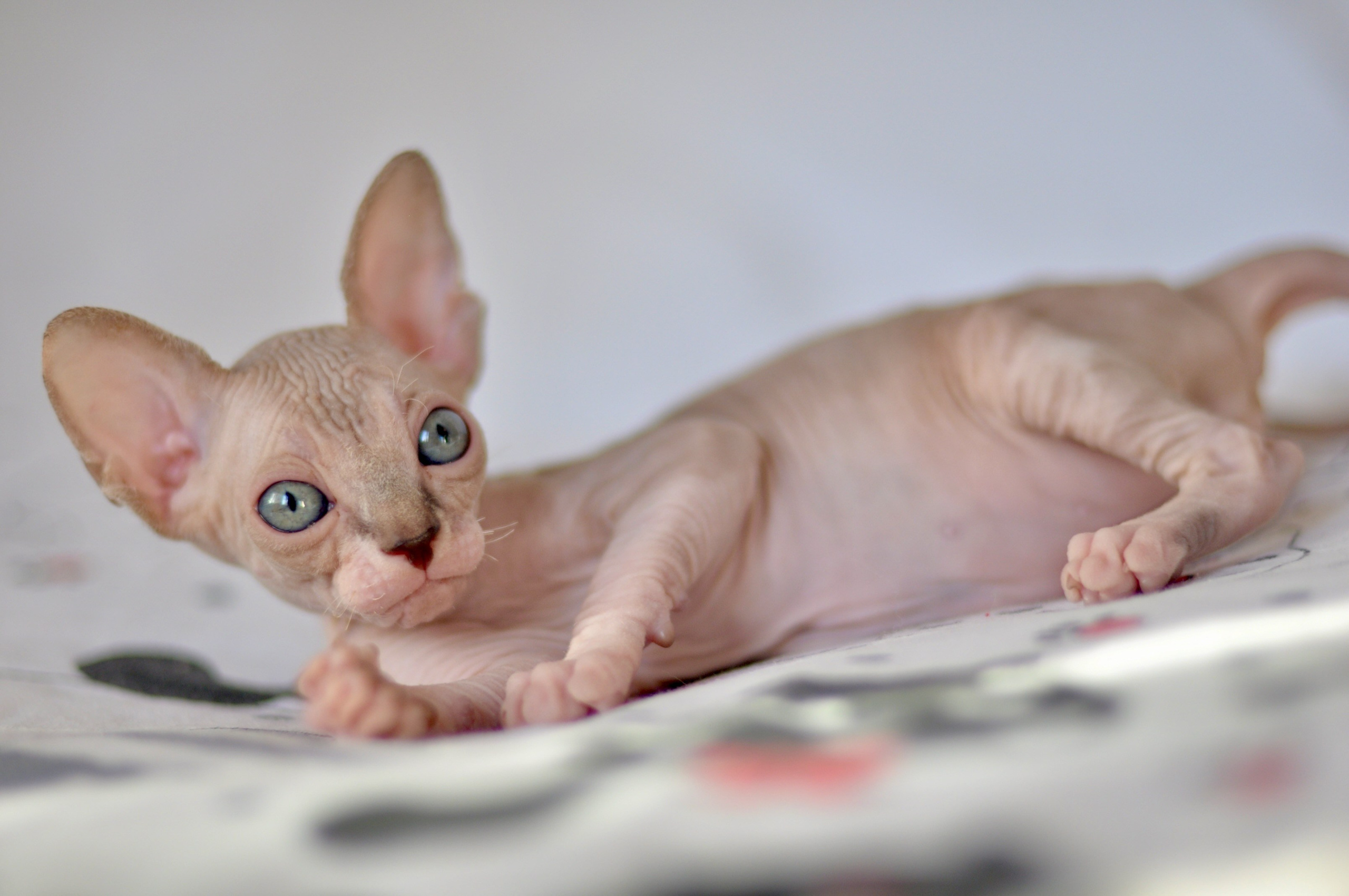 sphynx kitten Cyprus