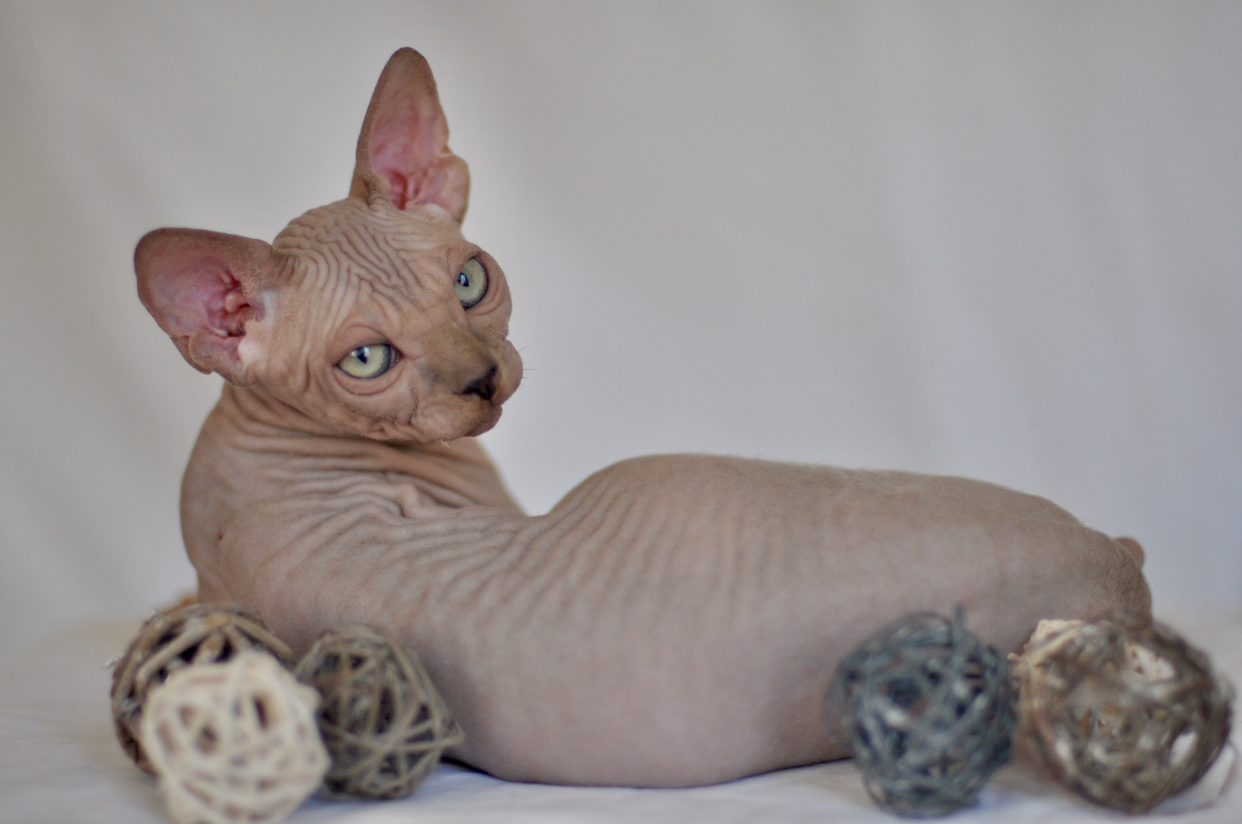 IGGY ♂ DOB 22/05/2026 AVAILABLE. Питомник Канадских Сфинксов MURVEL, город Лимассол, Кипр