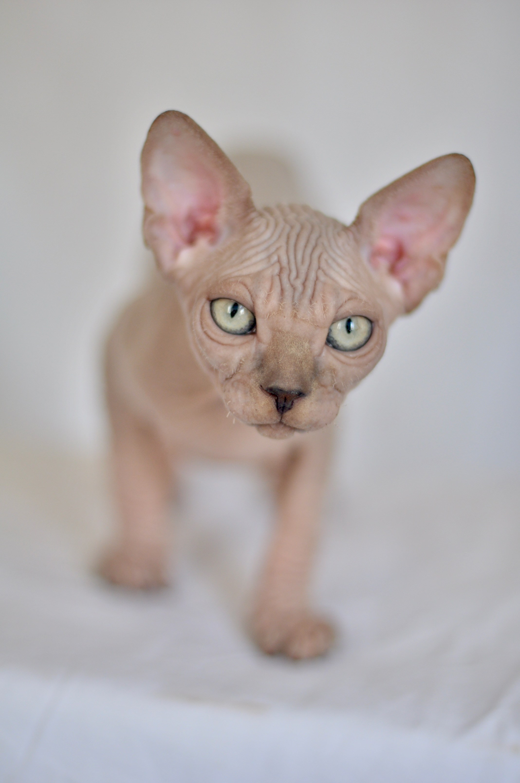 IGGY ♂ DOB 22/05/2026 AVAILABLE. Питомник Канадских Сфинксов MURVEL, город Лимассол, Кипр