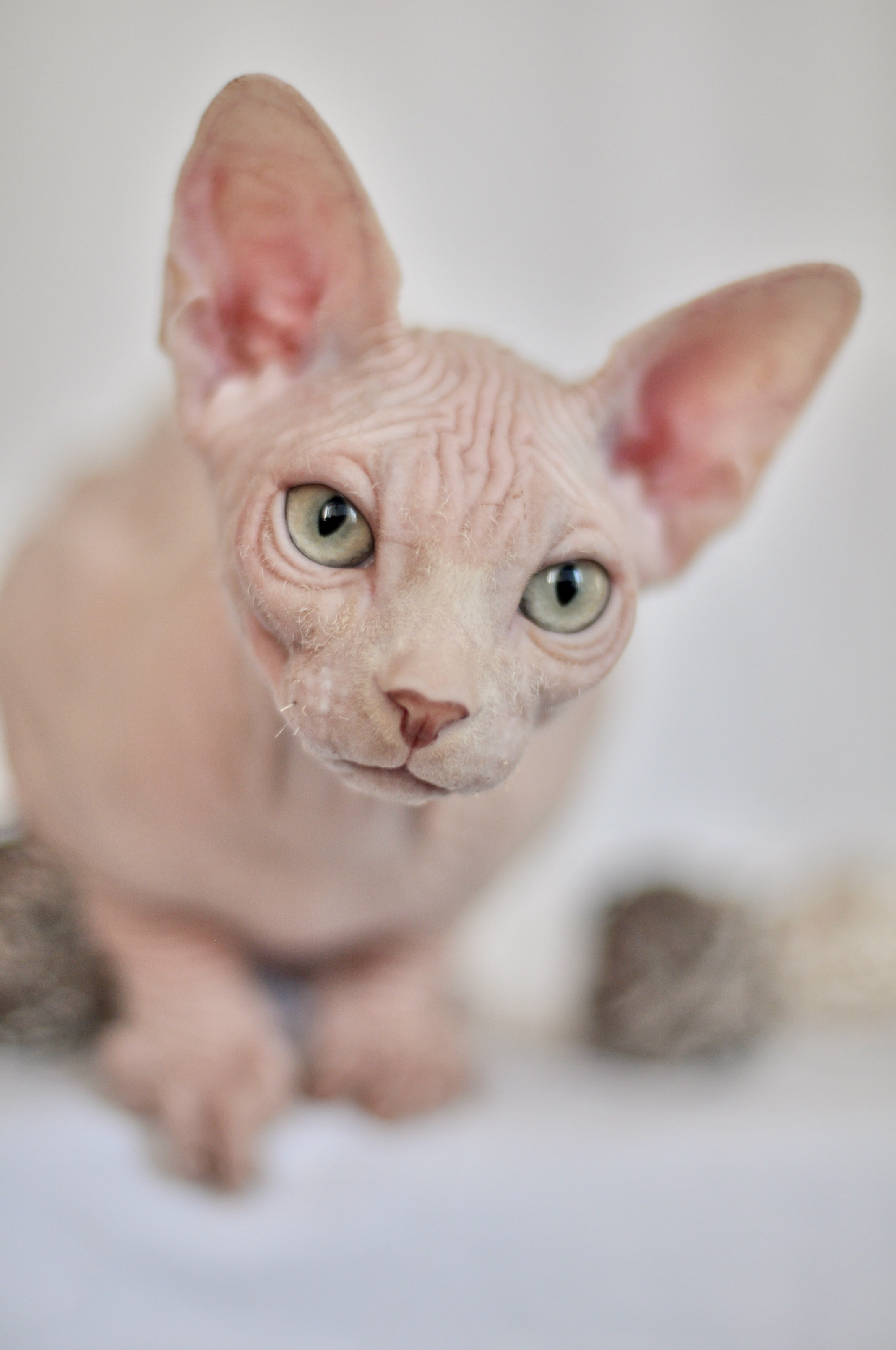 sphynx kittens Athens, Thessaloniki, Patras, Heraklion, Larissa