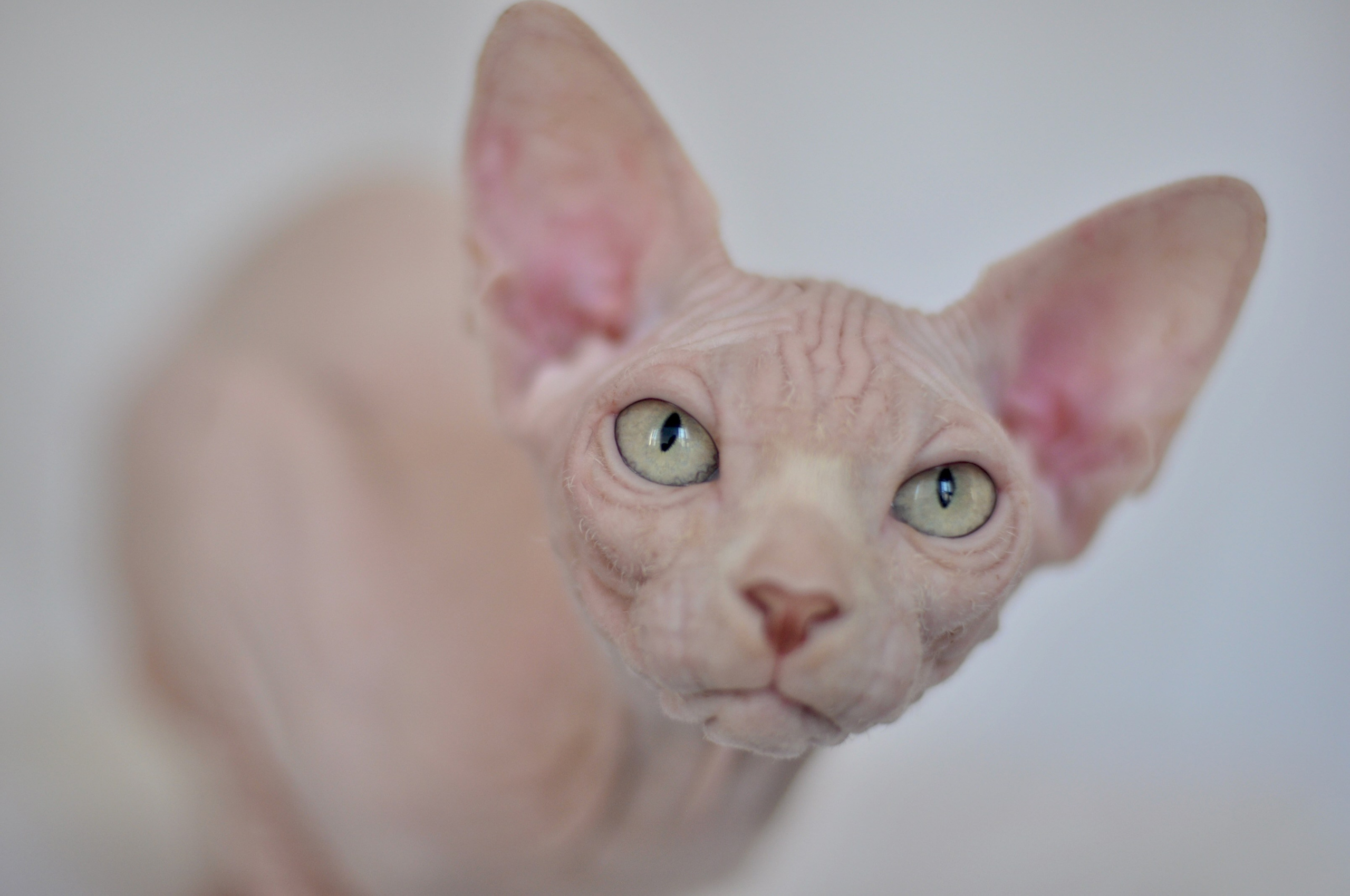 sphynx kittens Brussels, Antwerp, Ghent, Bruges, Liège