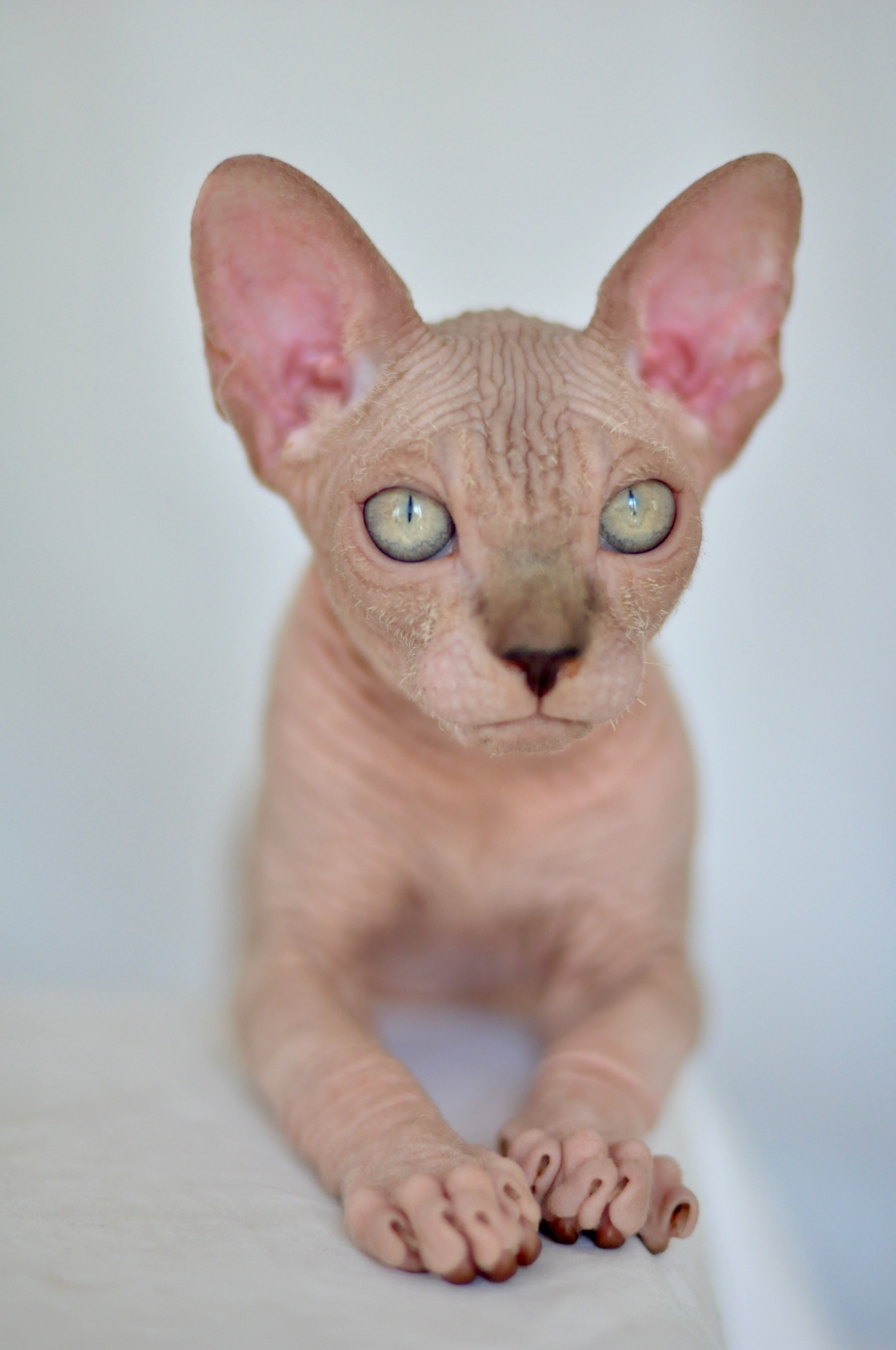 sphynx kitten Cyprus