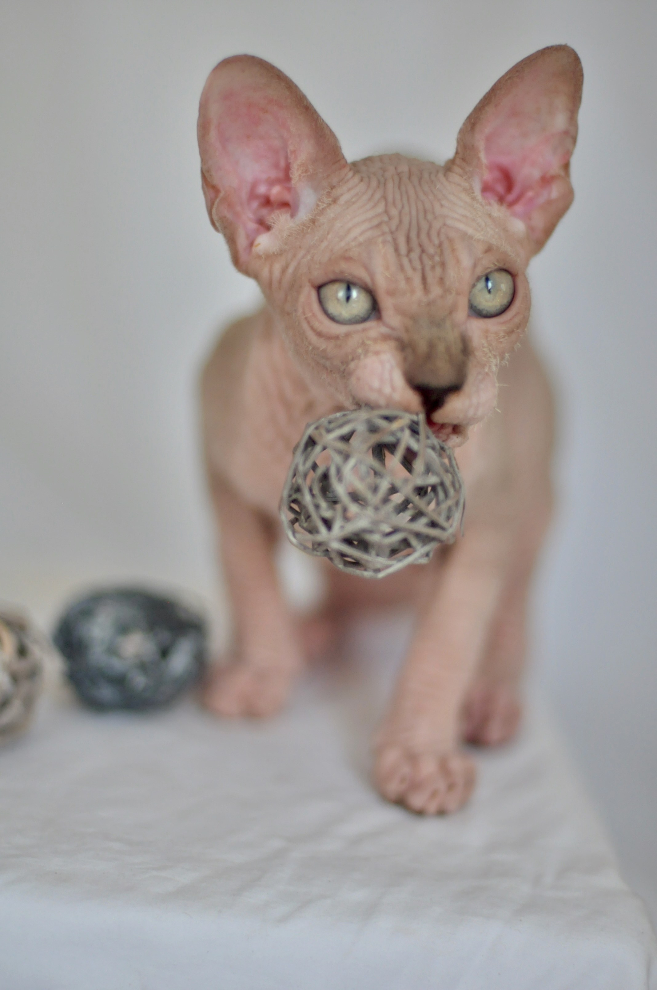 sphynx kitten Cyprus