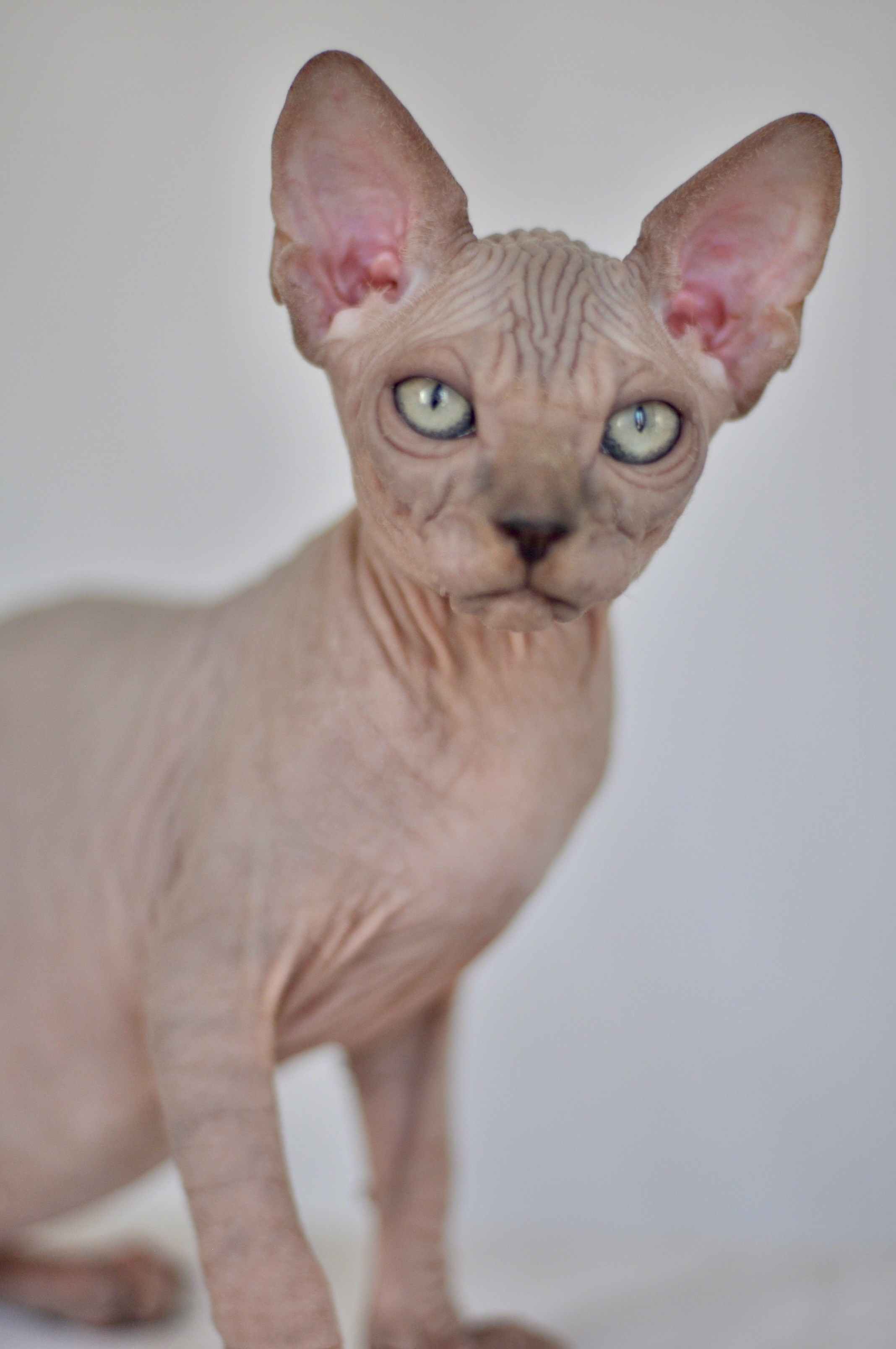 IGGY ♂ DOB 22/05/2026 AVAILABLE. Питомник Канадских Сфинксов MURVEL, город Лимассол, Кипр