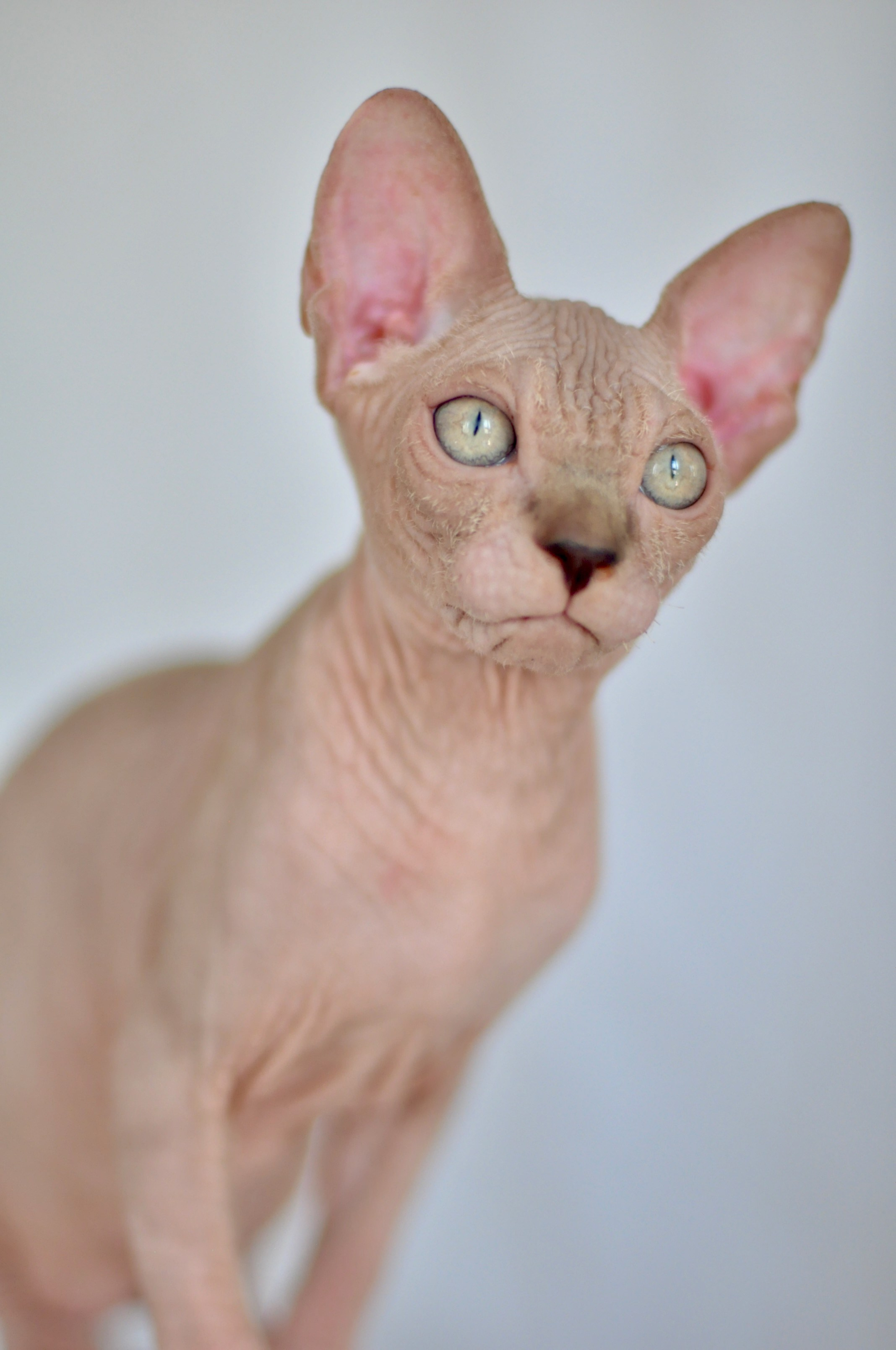 sphynx kitten Limassol