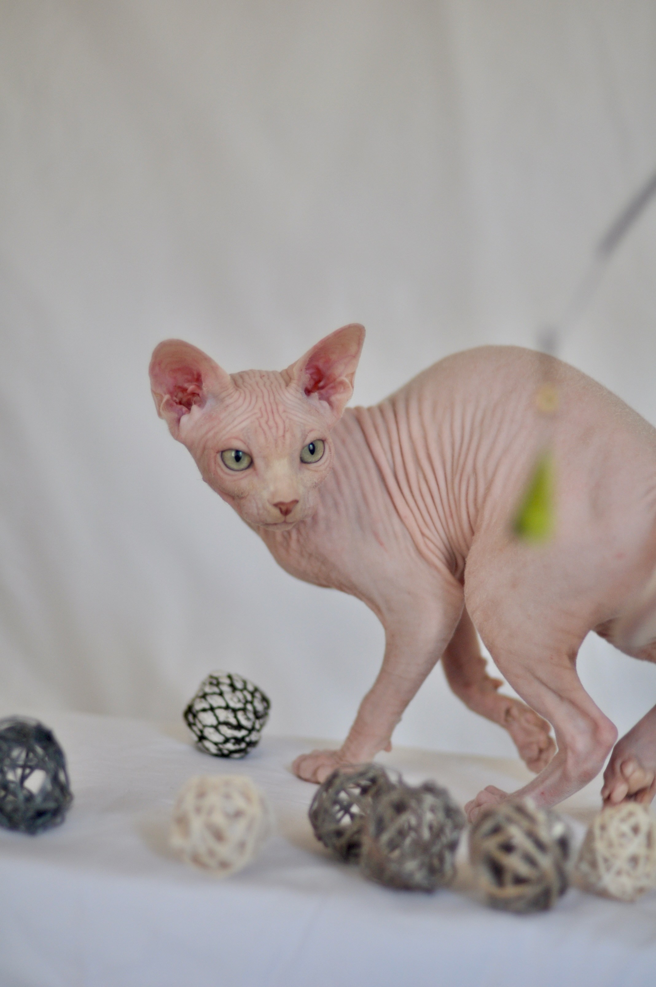 sphynx kittens US