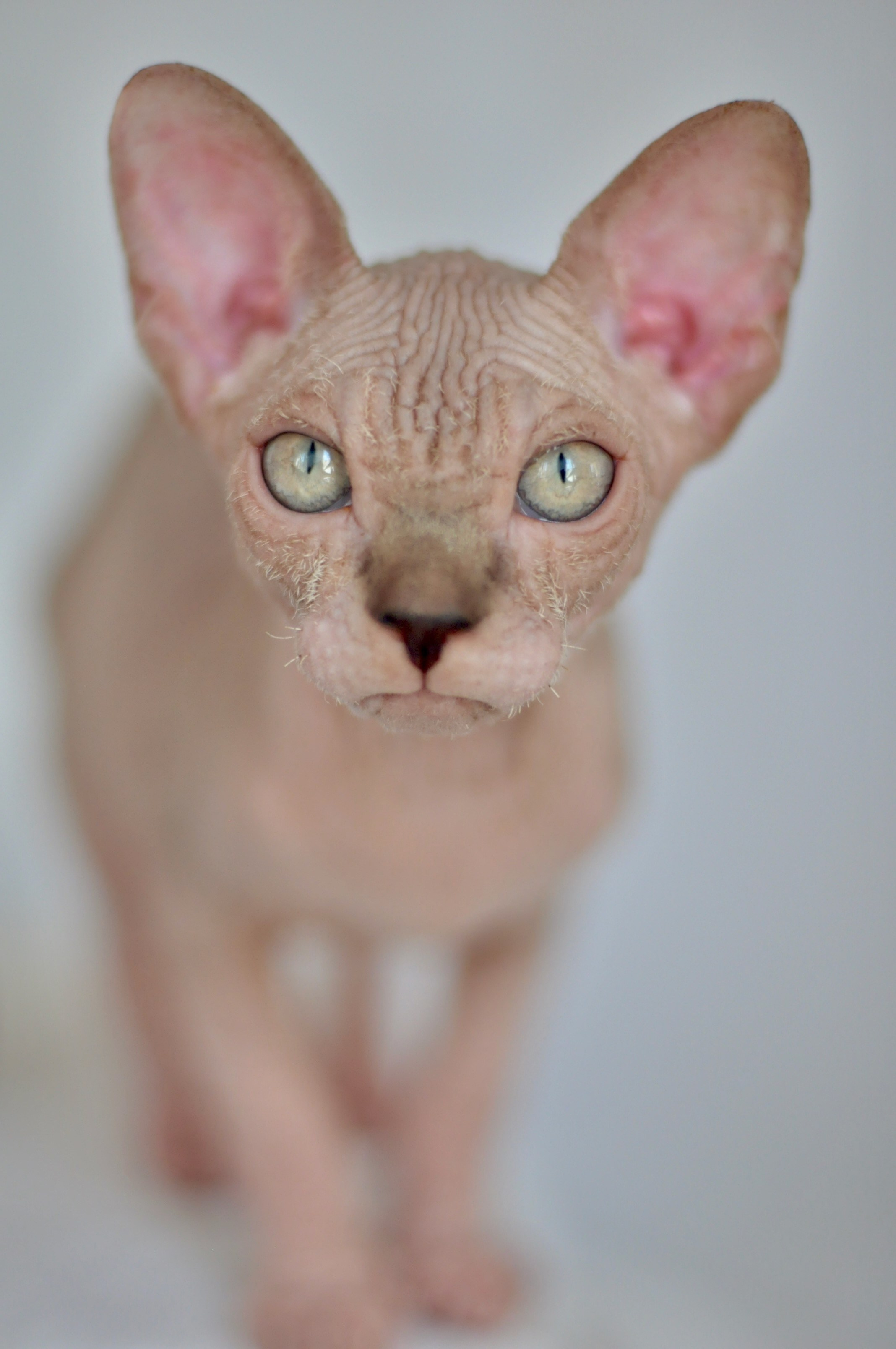 sphynx kitten Cyprus