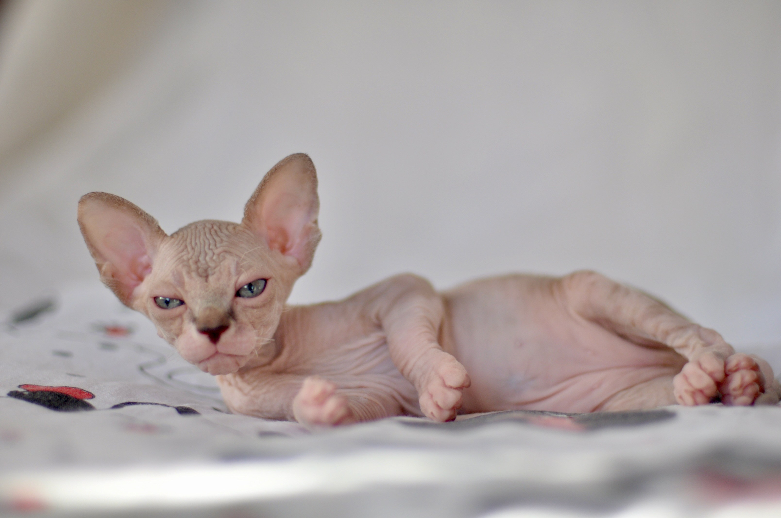 sphynx kitten Cyprus