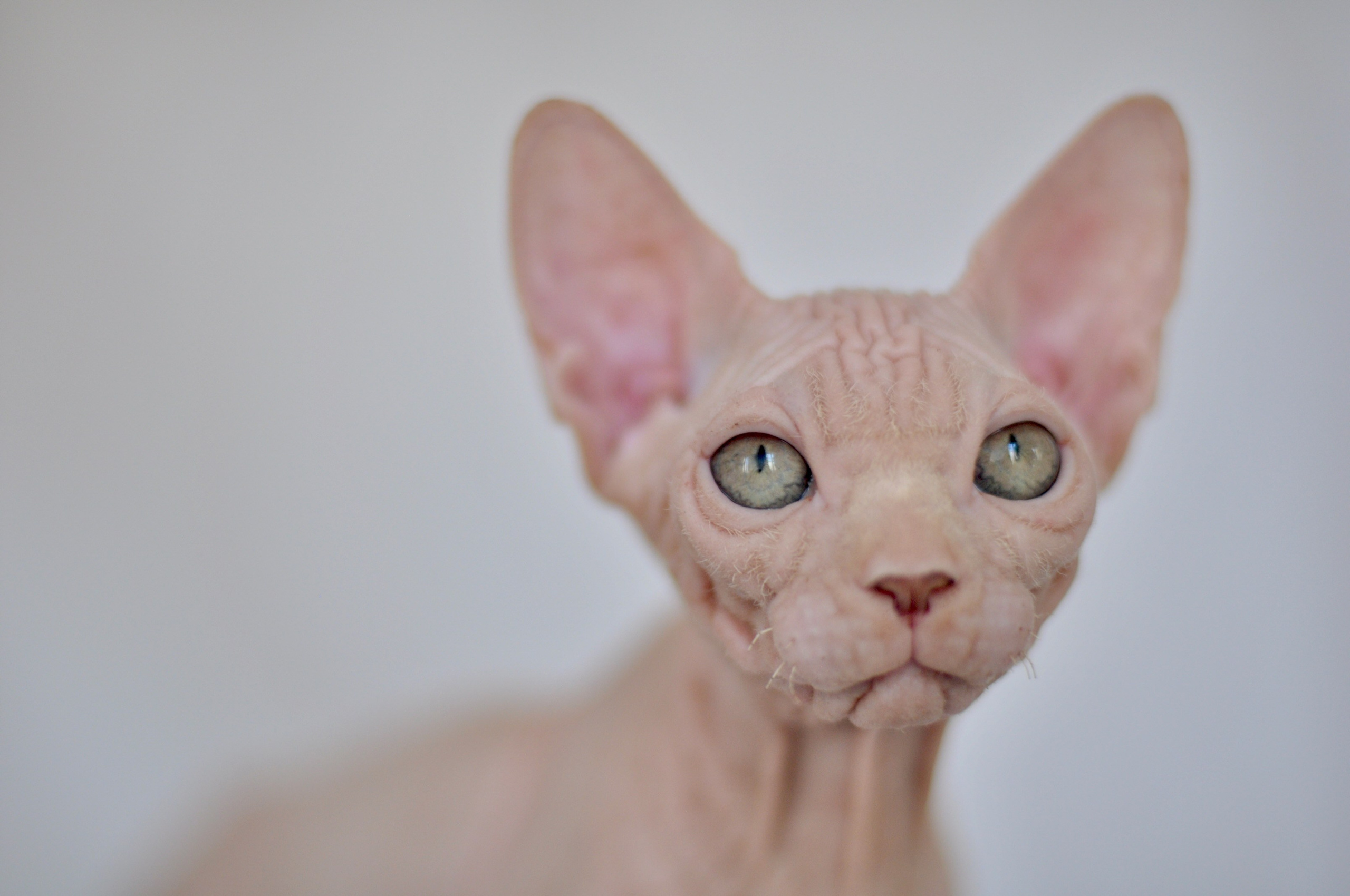ICARUS ♂ DOB 22/05/2026 AVAILABLE. Питомник Канадских Сфинксов MURVEL, город Лимассол, Кипр