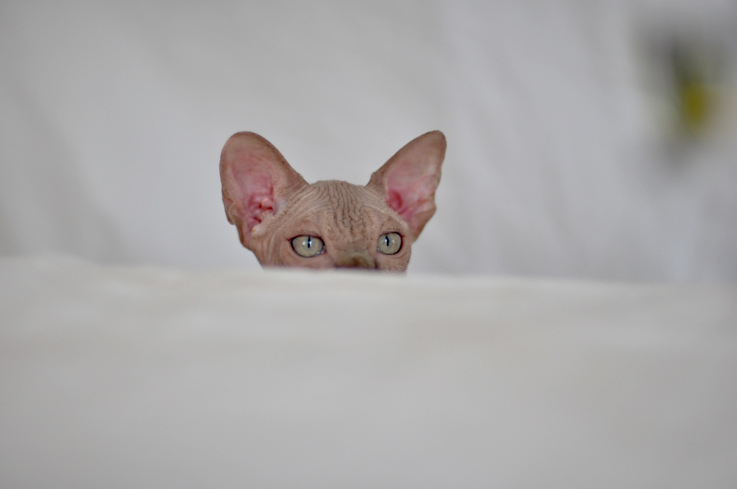 sphynx kitten Cyprus