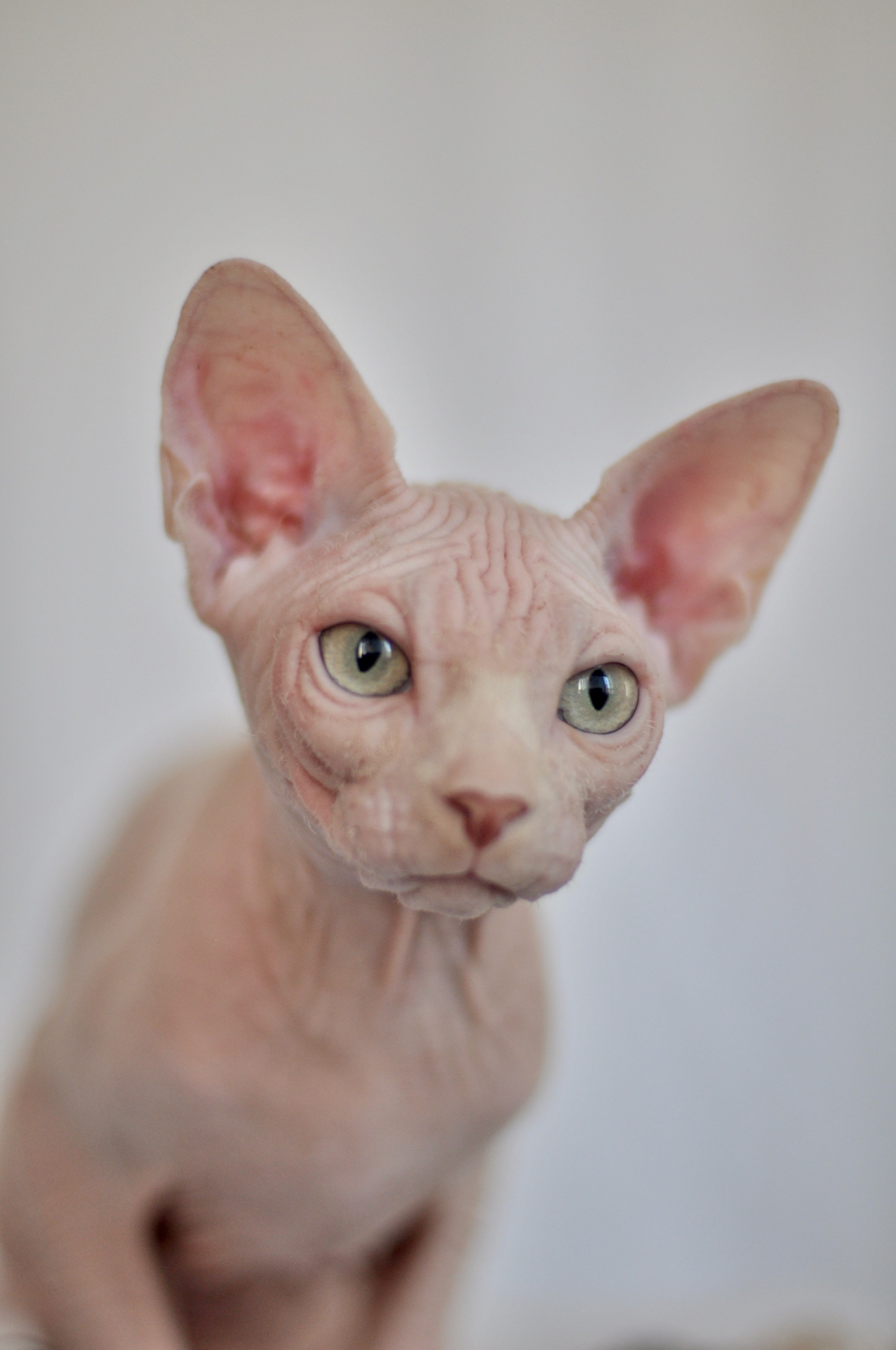 sphynx kittens Dublin, Cork, Galway, Limerick