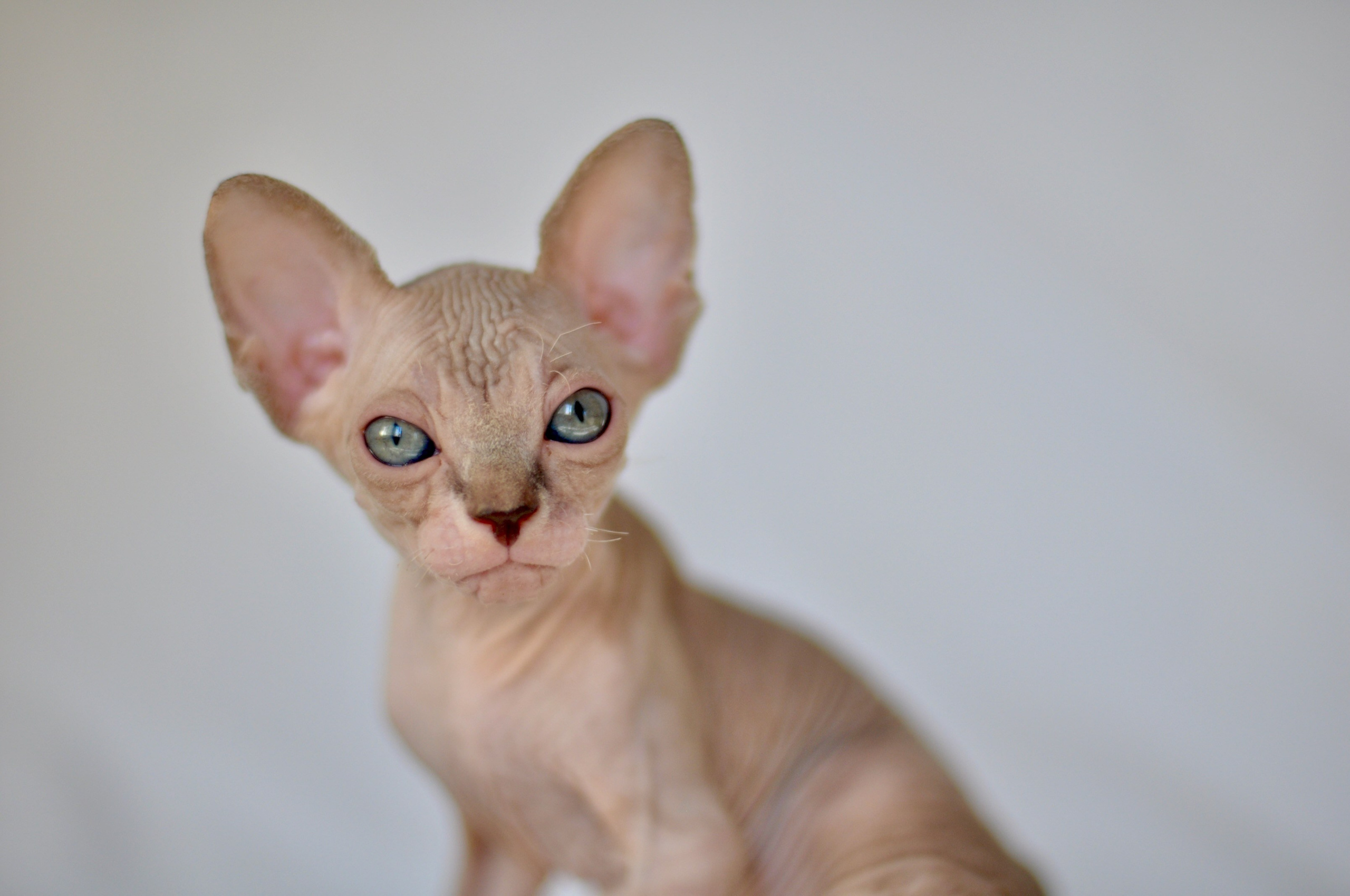 sphynx kitten Cyprus