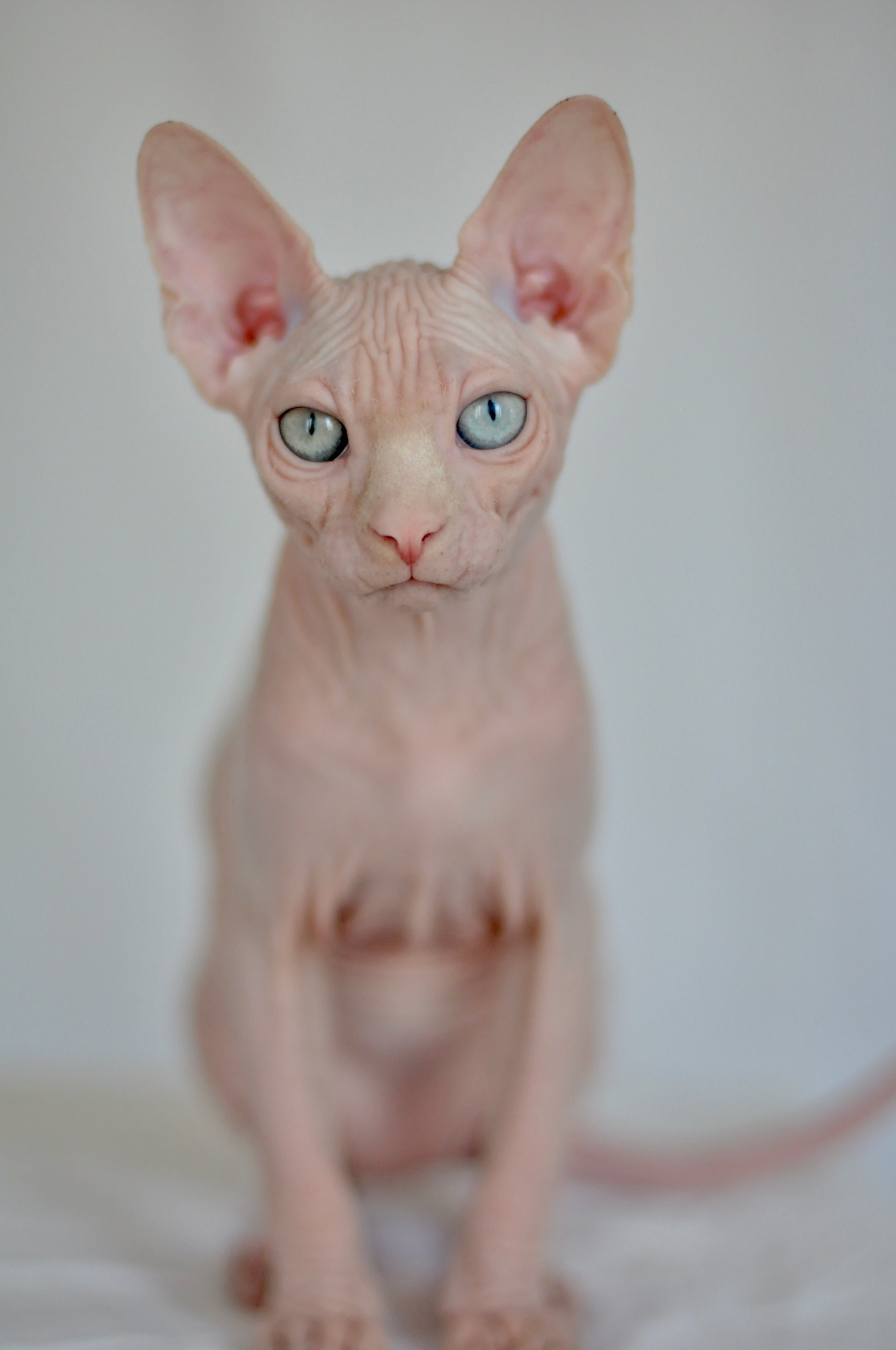 ISLA (ODD EYED) ♀️ DOB 22/05/2026 AVAILABLE. Питомник Канадских Сфинксов MURVEL, город Лимассол, Кипр