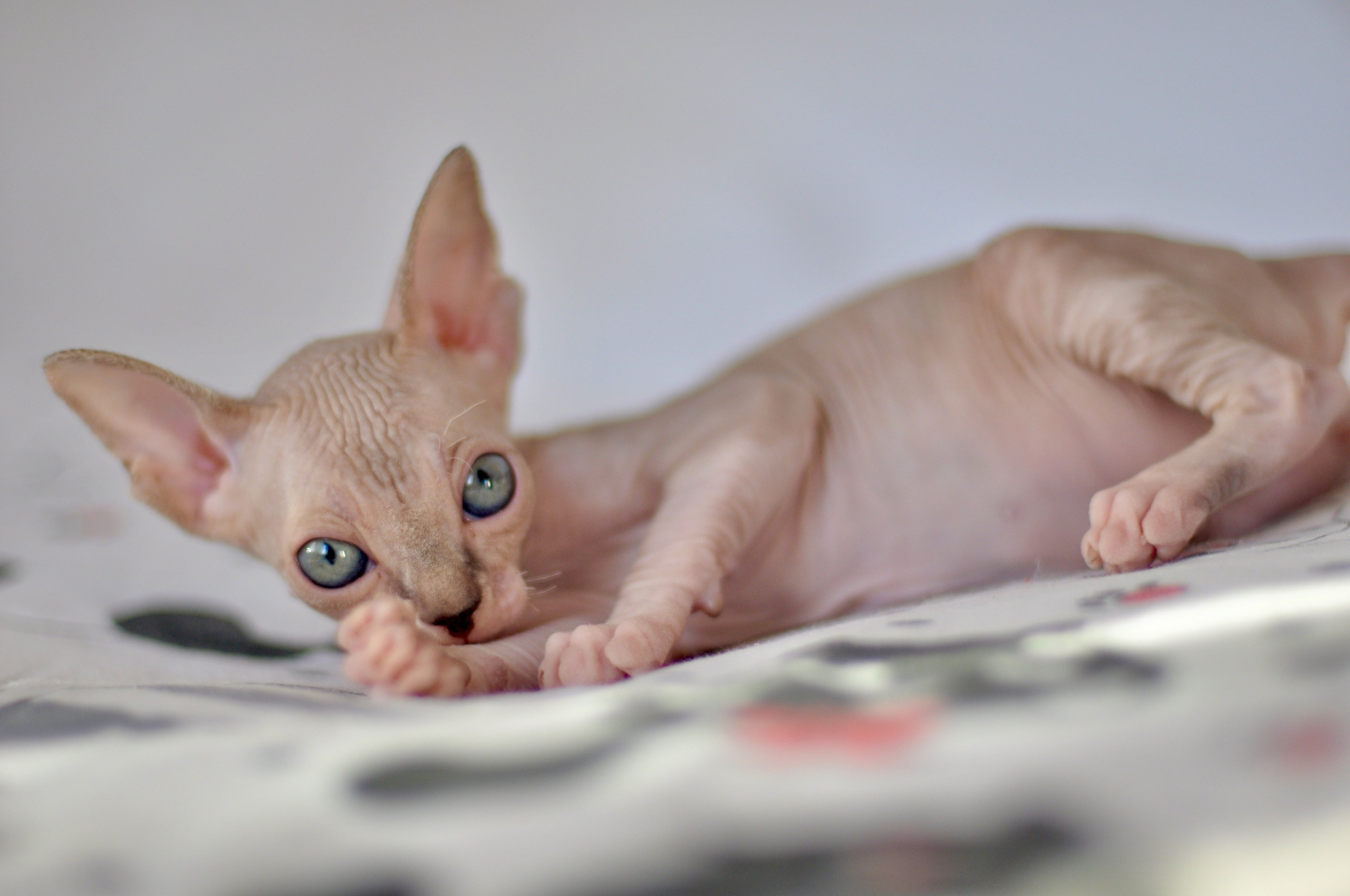 sphynx kitten Cyprus