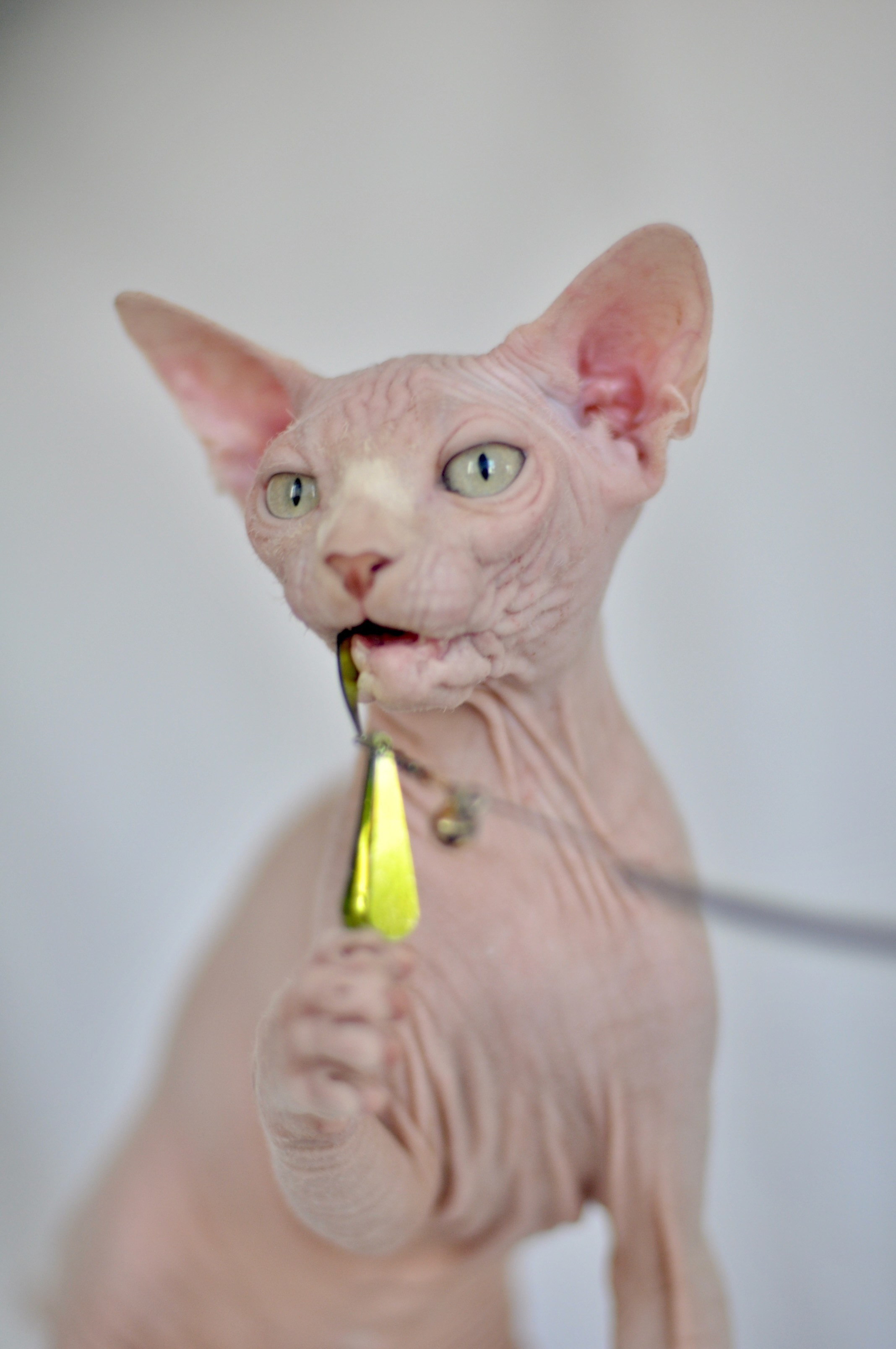 Sphynx kittens UK, Sphynx kittens United Kingdom, Sphynx kittens GB, Sphynx kittens Great Britain, Sphynx kittens London, Sphynx UK, Sphynx United Kingdom, Sphynx GB, Sphynx Great Britain, Sphynx London