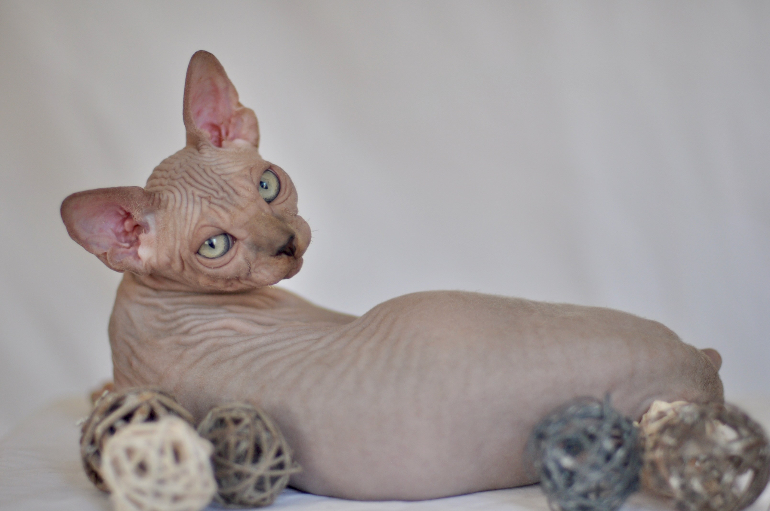 IGGY ♂ DOB 22/05/2026 AVAILABLE. Питомник Канадских Сфинксов MURVEL, город Лимассол, Кипр