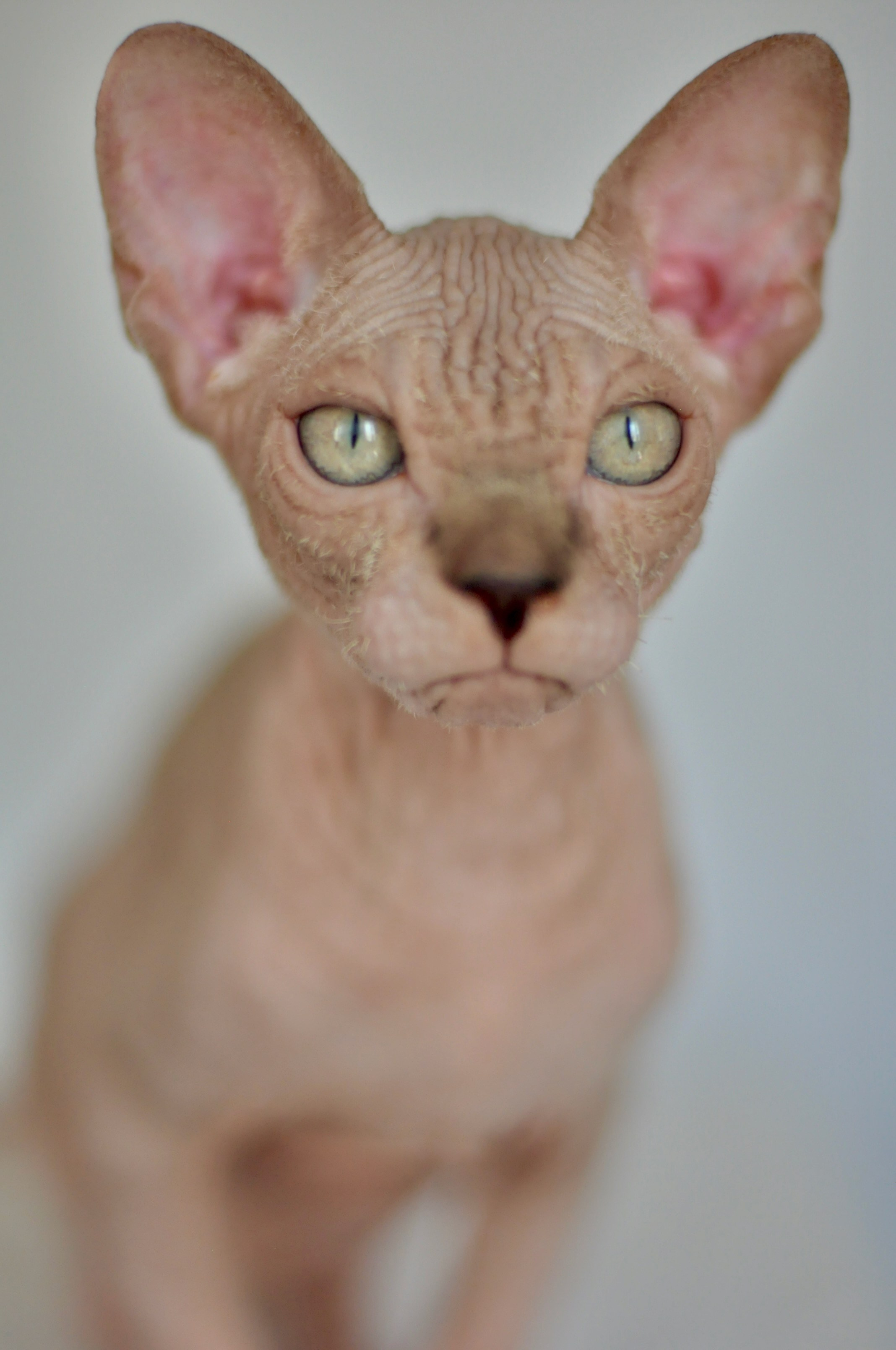 sphynx kitten Cyprus