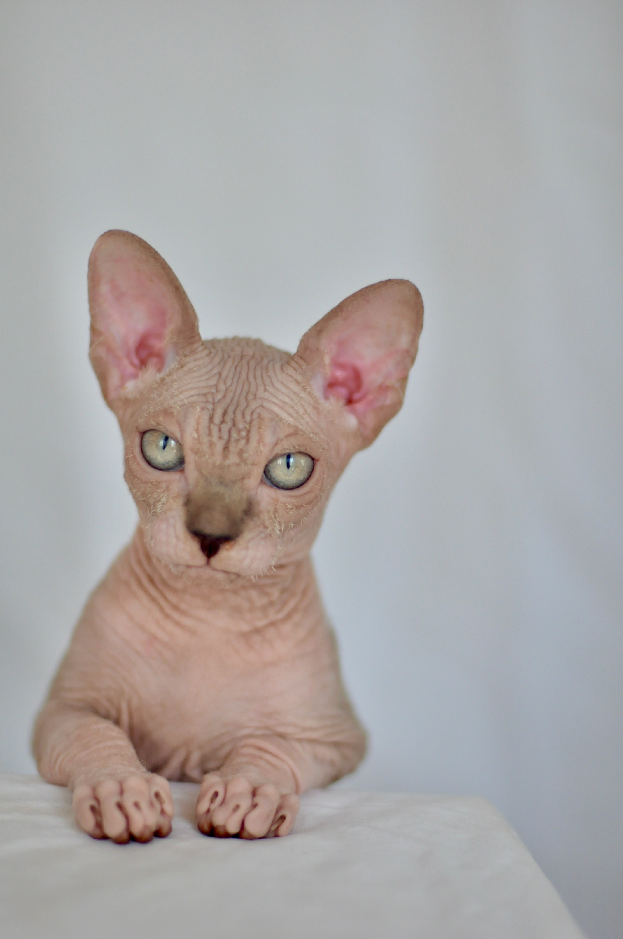 sphynx kitten Cyprus