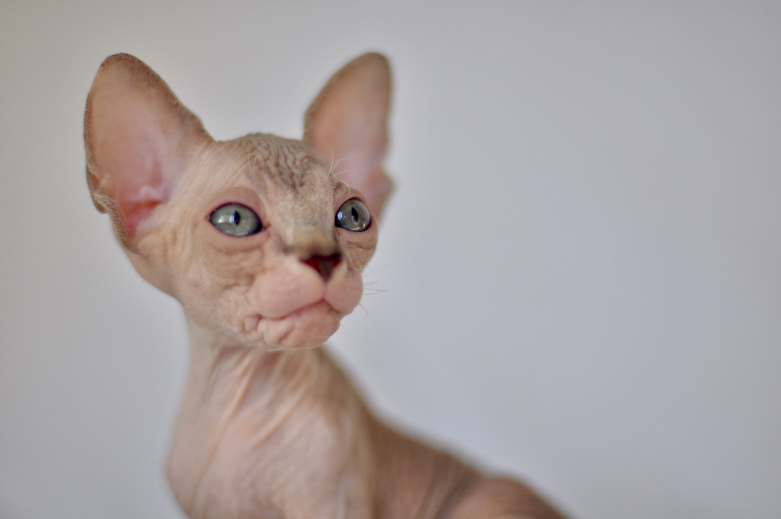 sphynx kitten Cyprus