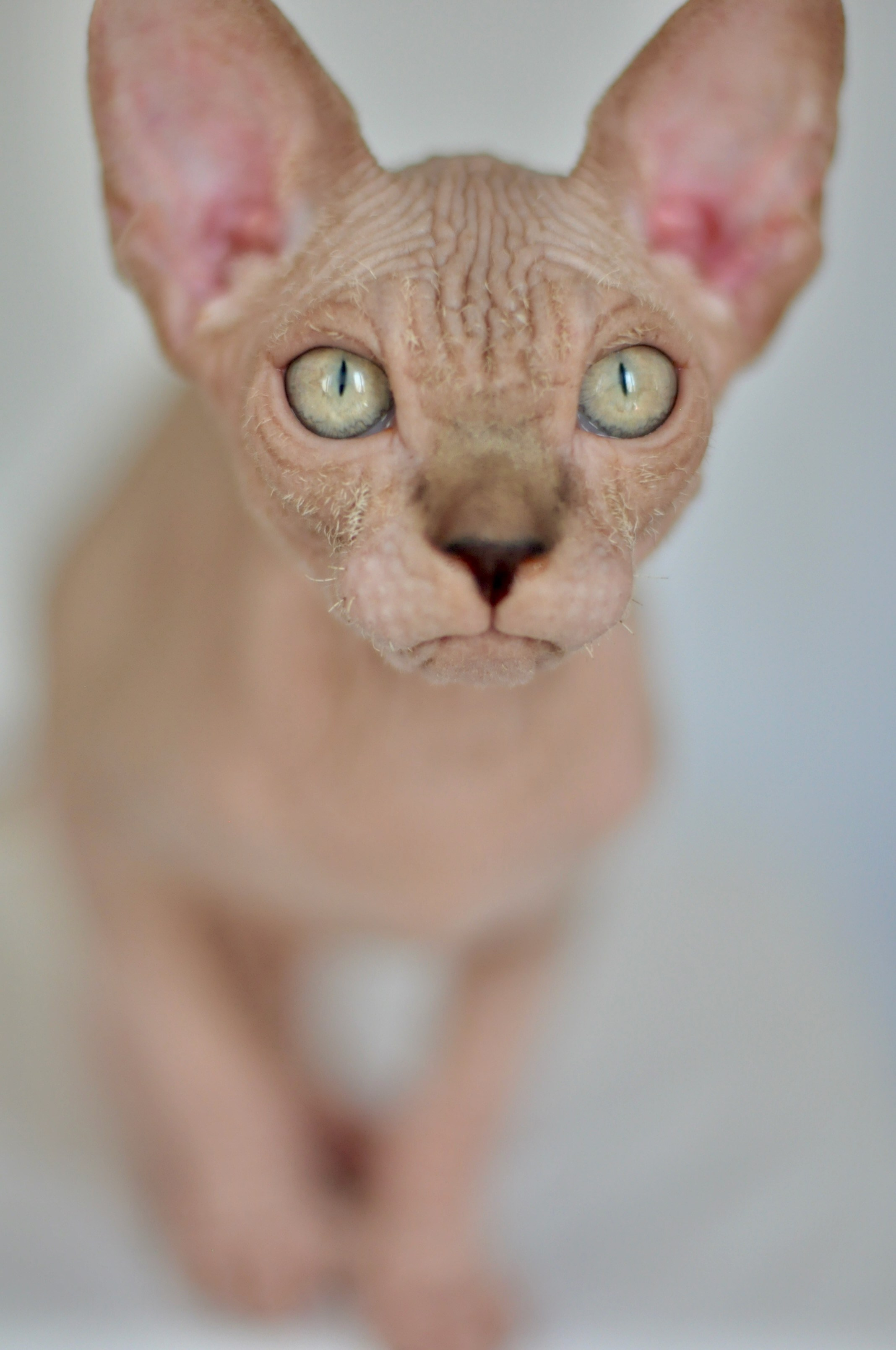 sphynx kitten Cyprus