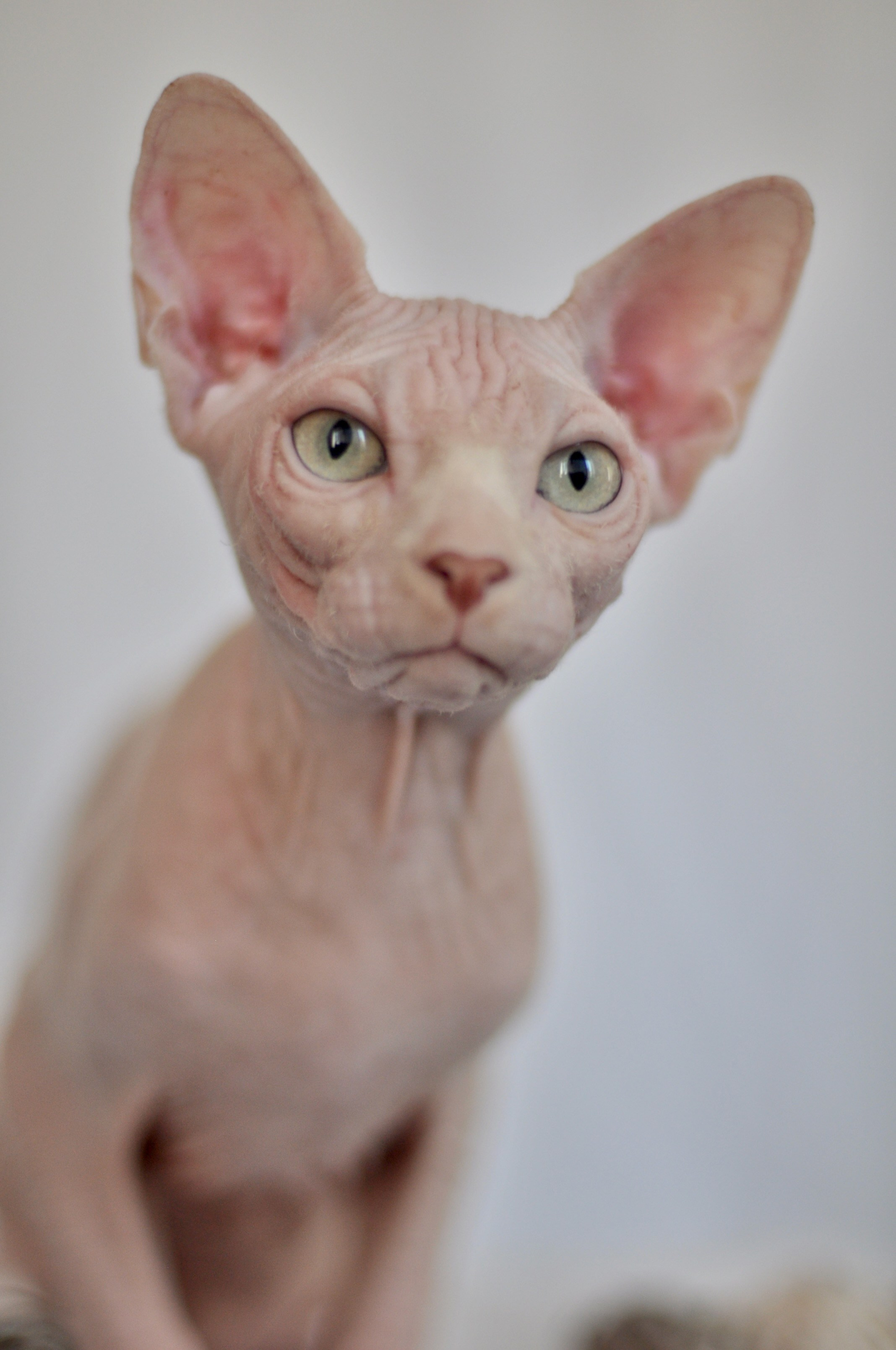 sphynx kittens Copenhagen, Aarhus, Odense, Aalborg