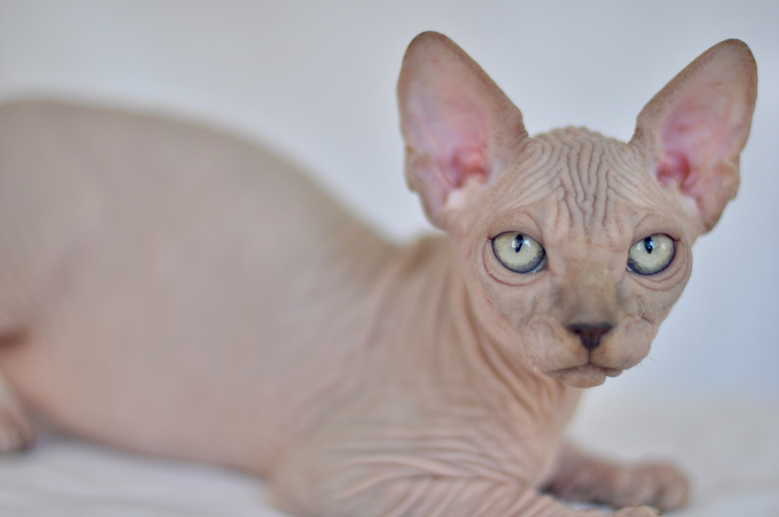IGGY ♂ DOB 22/05/2026 AVAILABLE. Питомник Канадских Сфинксов MURVEL, город Лимассол, Кипр