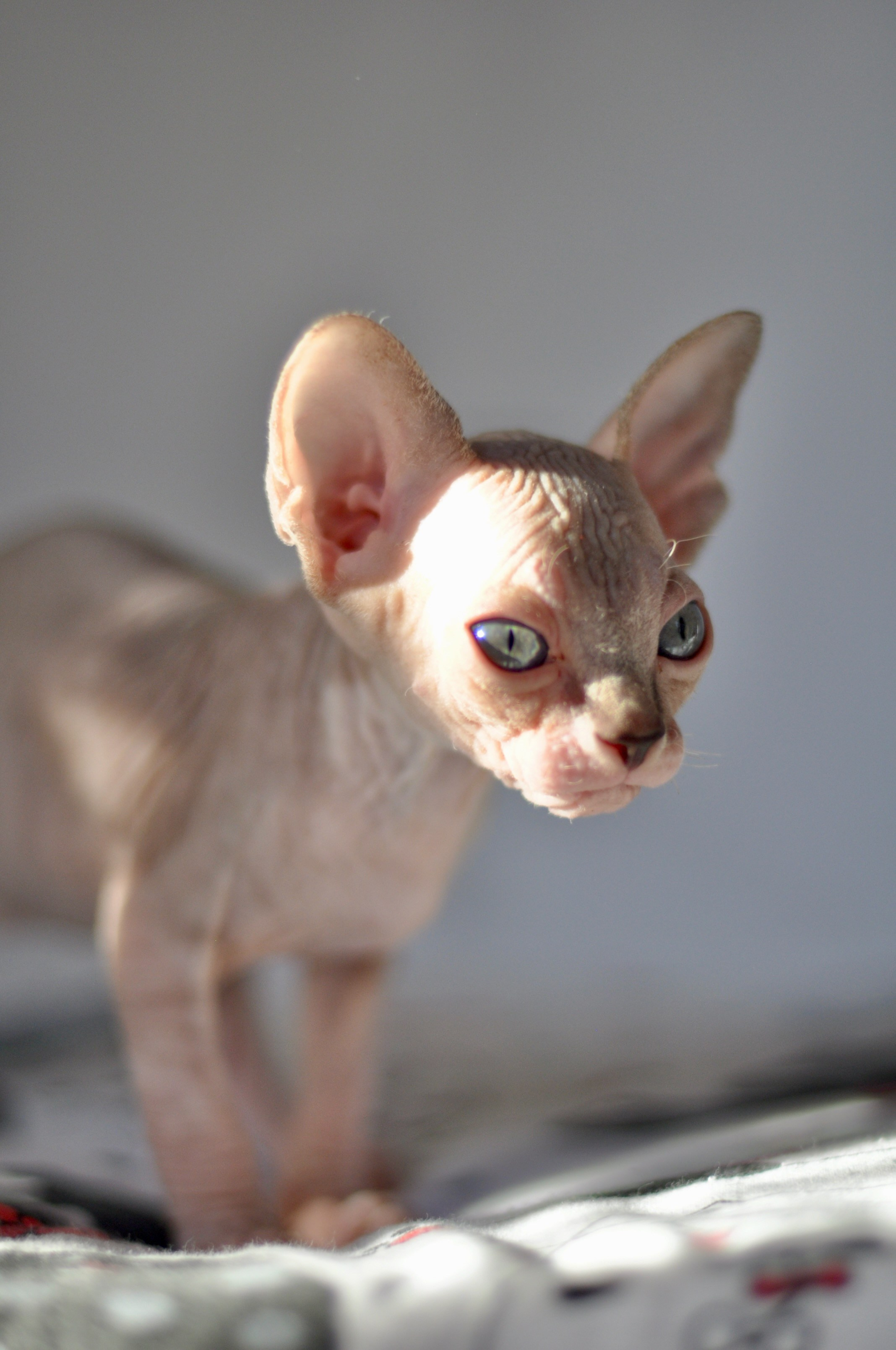 sphynx kitten Cyprus