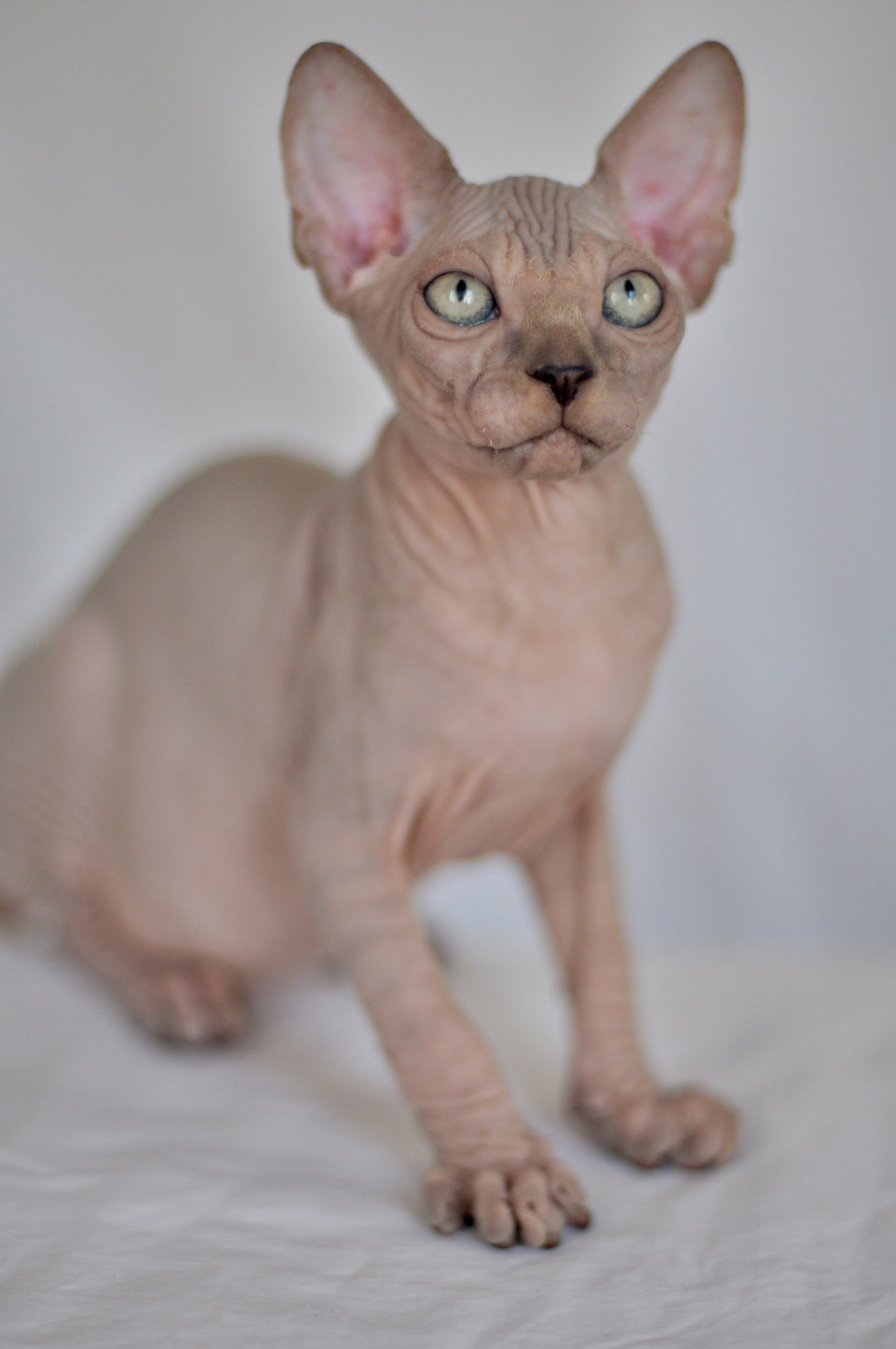 IGGY ♂ DOB 22/05/2026 AVAILABLE. Питомник Канадских Сфинксов MURVEL, город Лимассол, Кипр