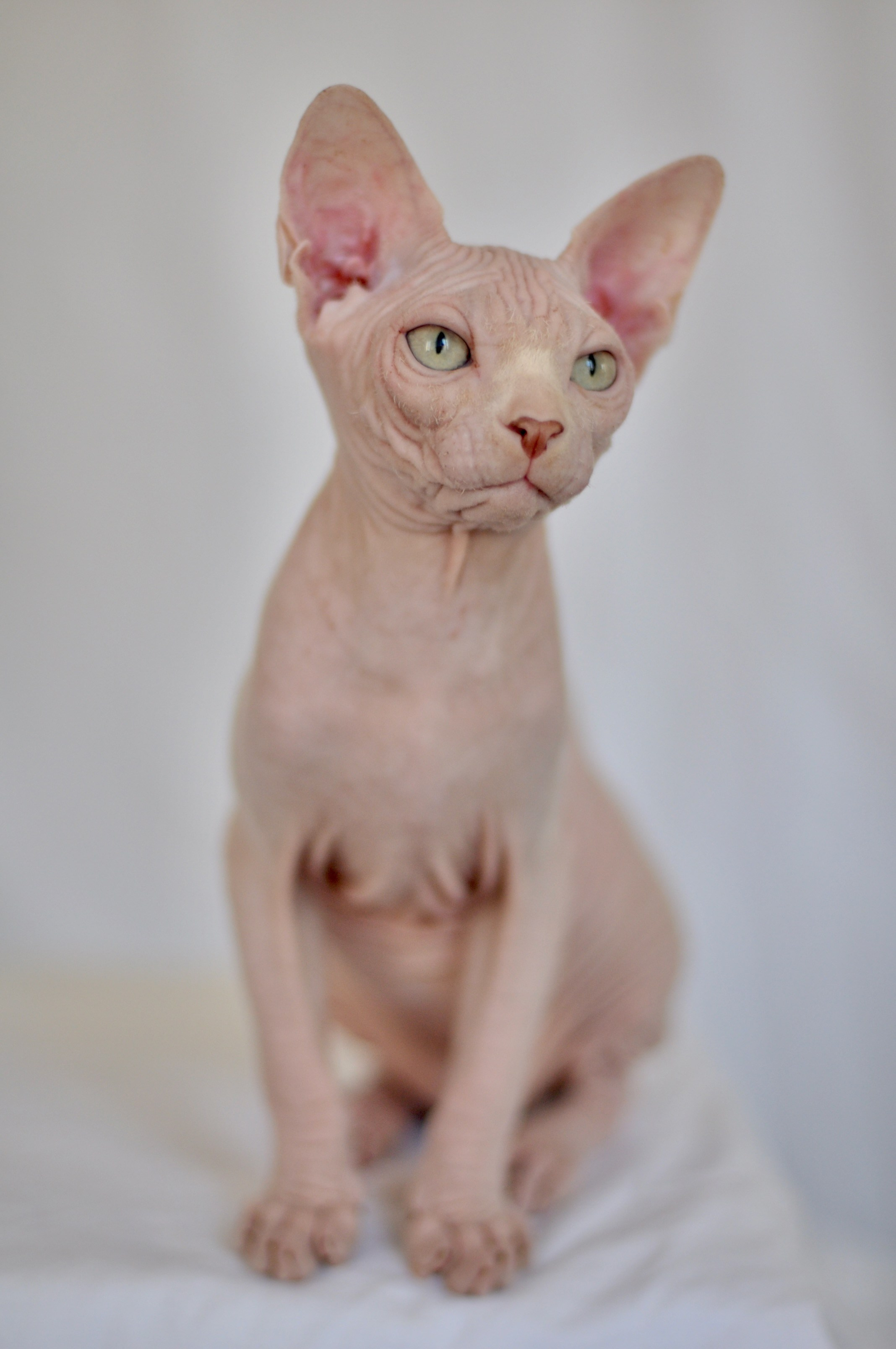 Canadian Sphynx kitten from a family cattery in Cyprus for European buyers