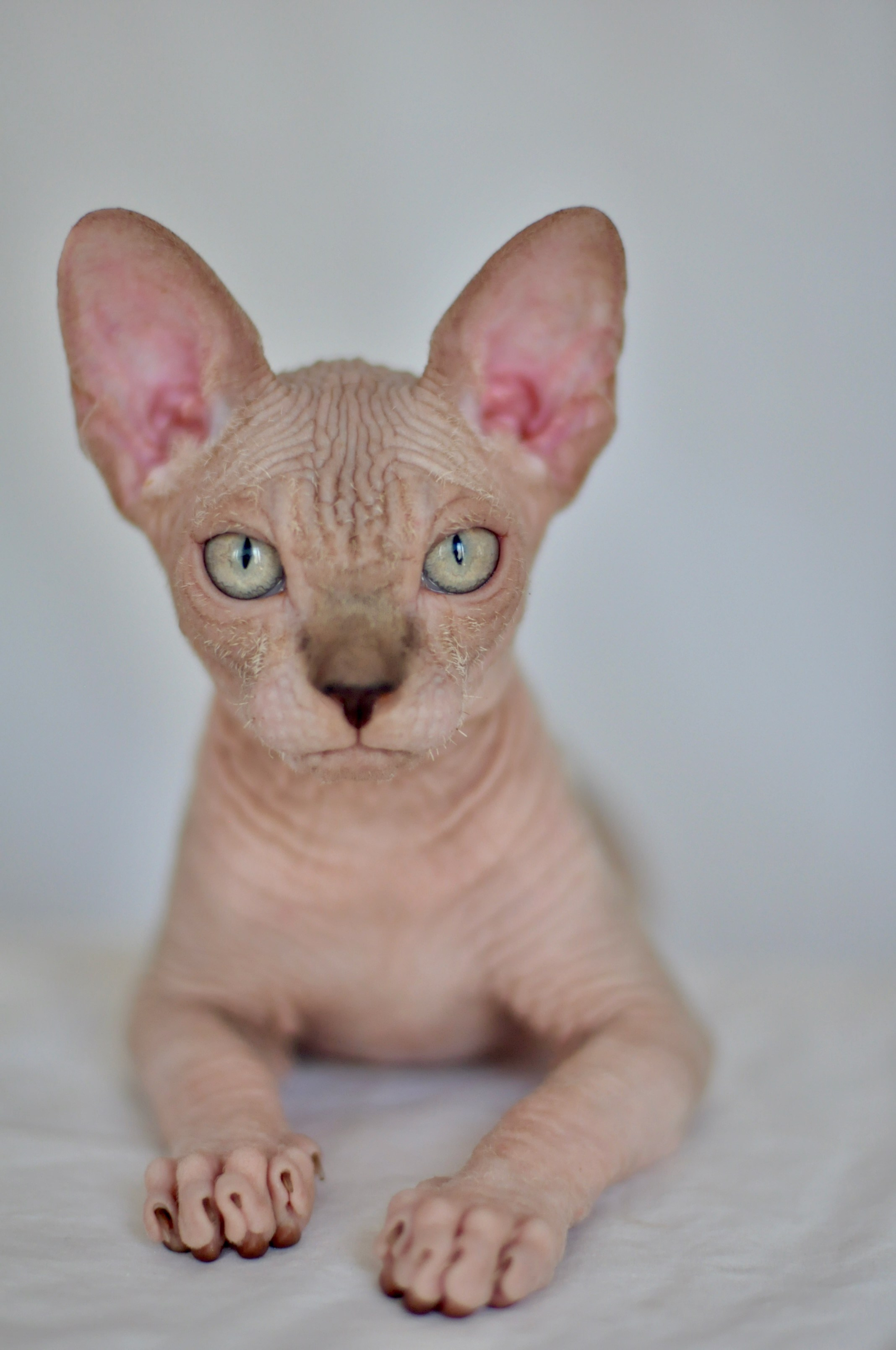 sphynx kitten Cyprus