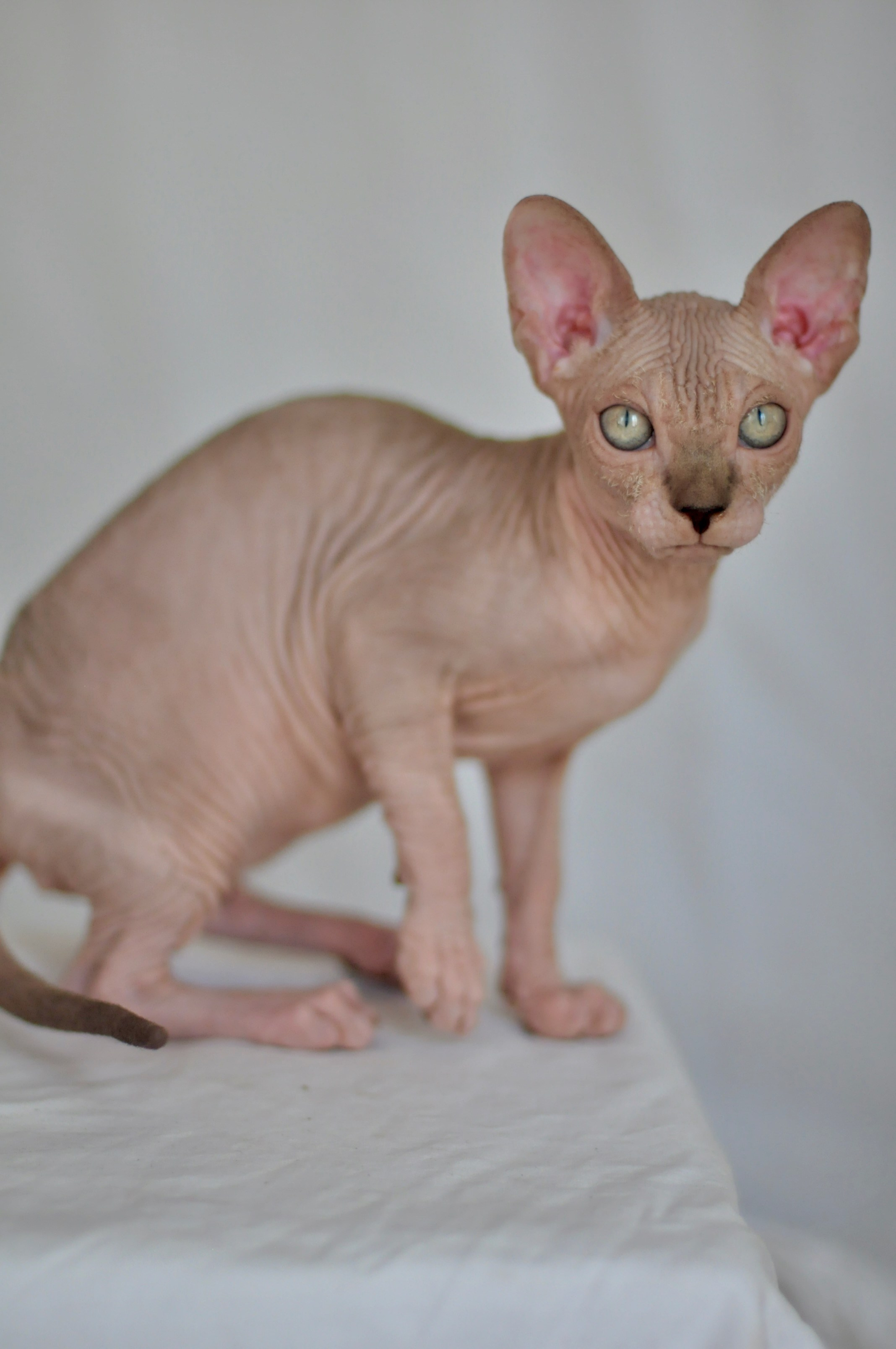 sphynx kitten Cyprus
