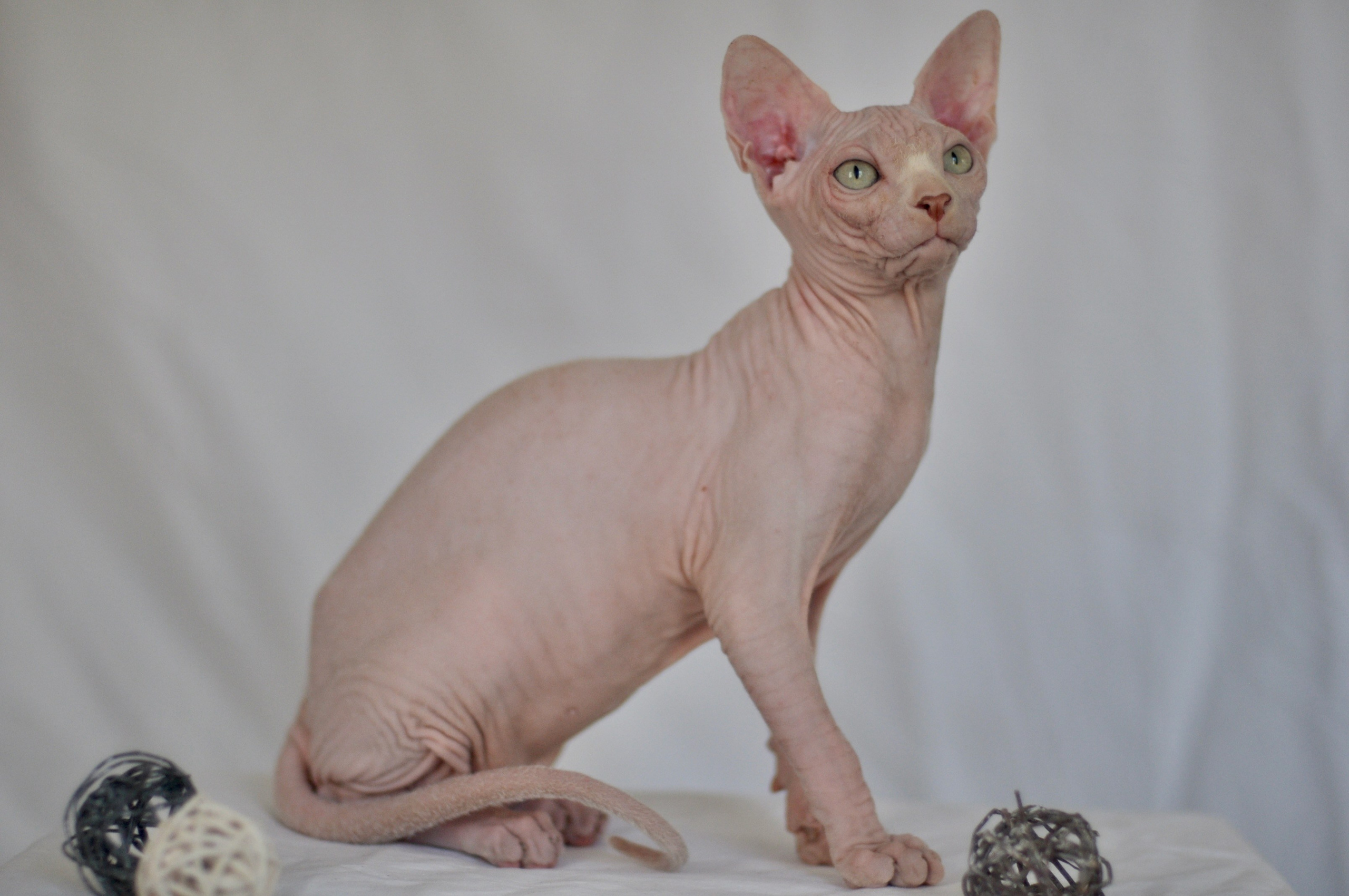 Canadian Sphynx kitten with pedigree from Murvel cattery