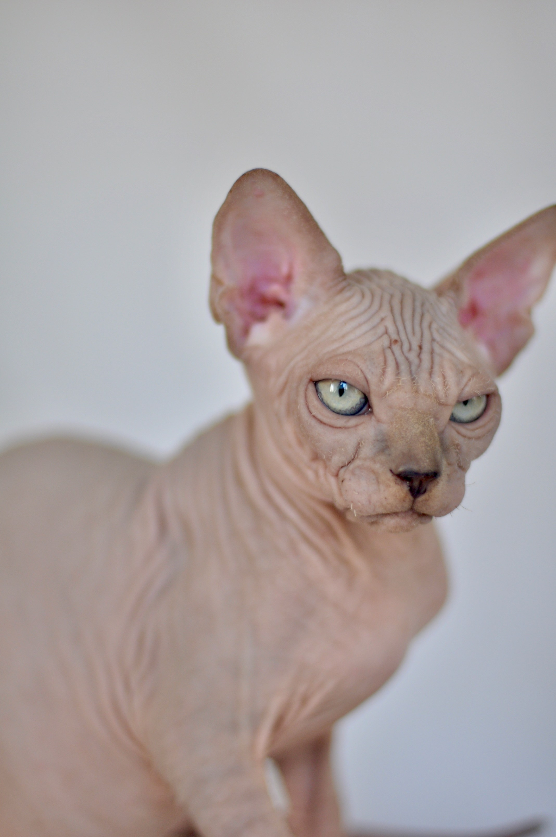IGGY ♂ DOB 22/05/2026 AVAILABLE. Питомник Канадских Сфинксов MURVEL, город Лимассол, Кипр