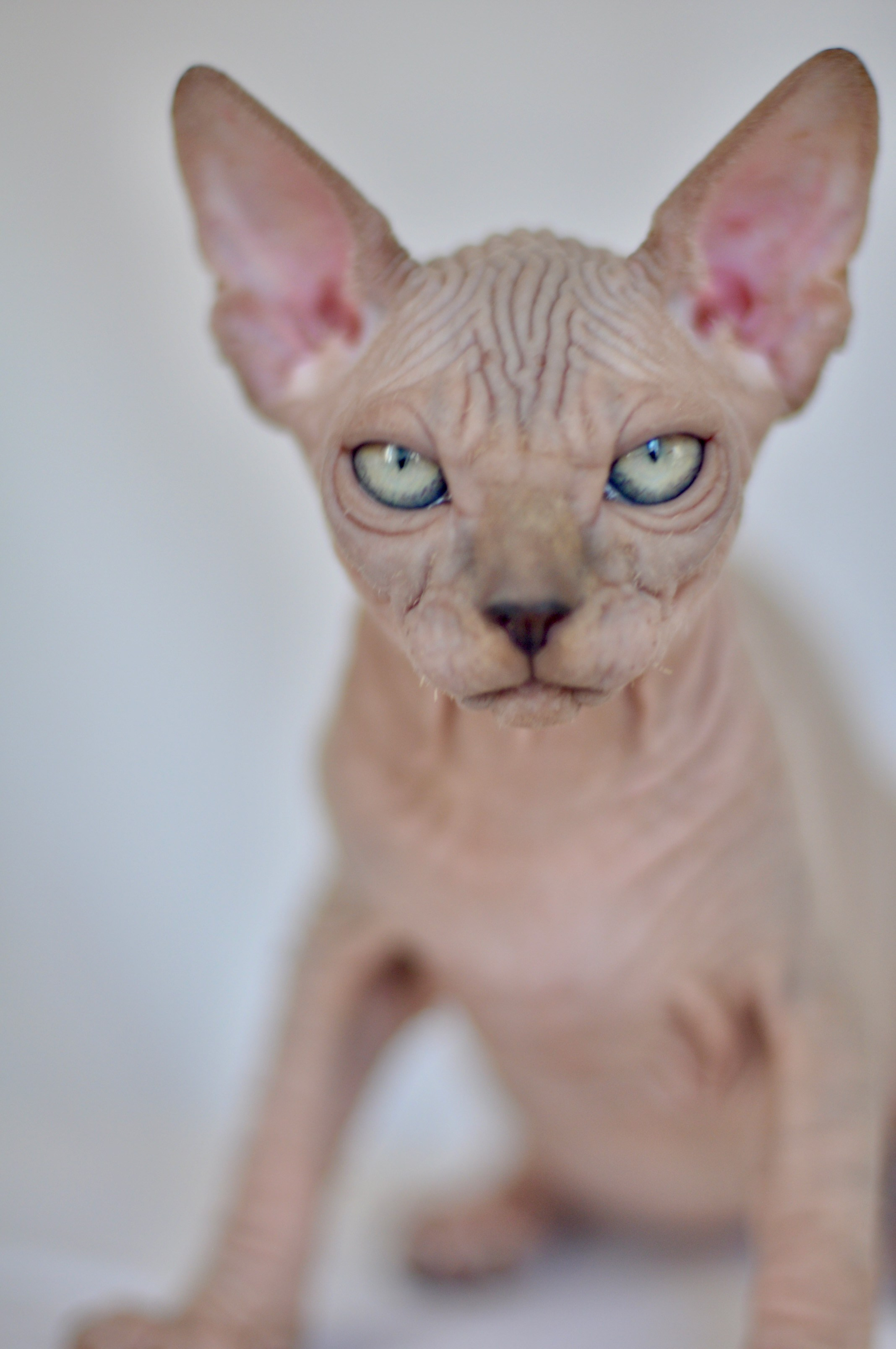 IGGY ♂ DOB 22/05/2026 AVAILABLE. Питомник Канадских Сфинксов MURVEL, город Лимассол, Кипр