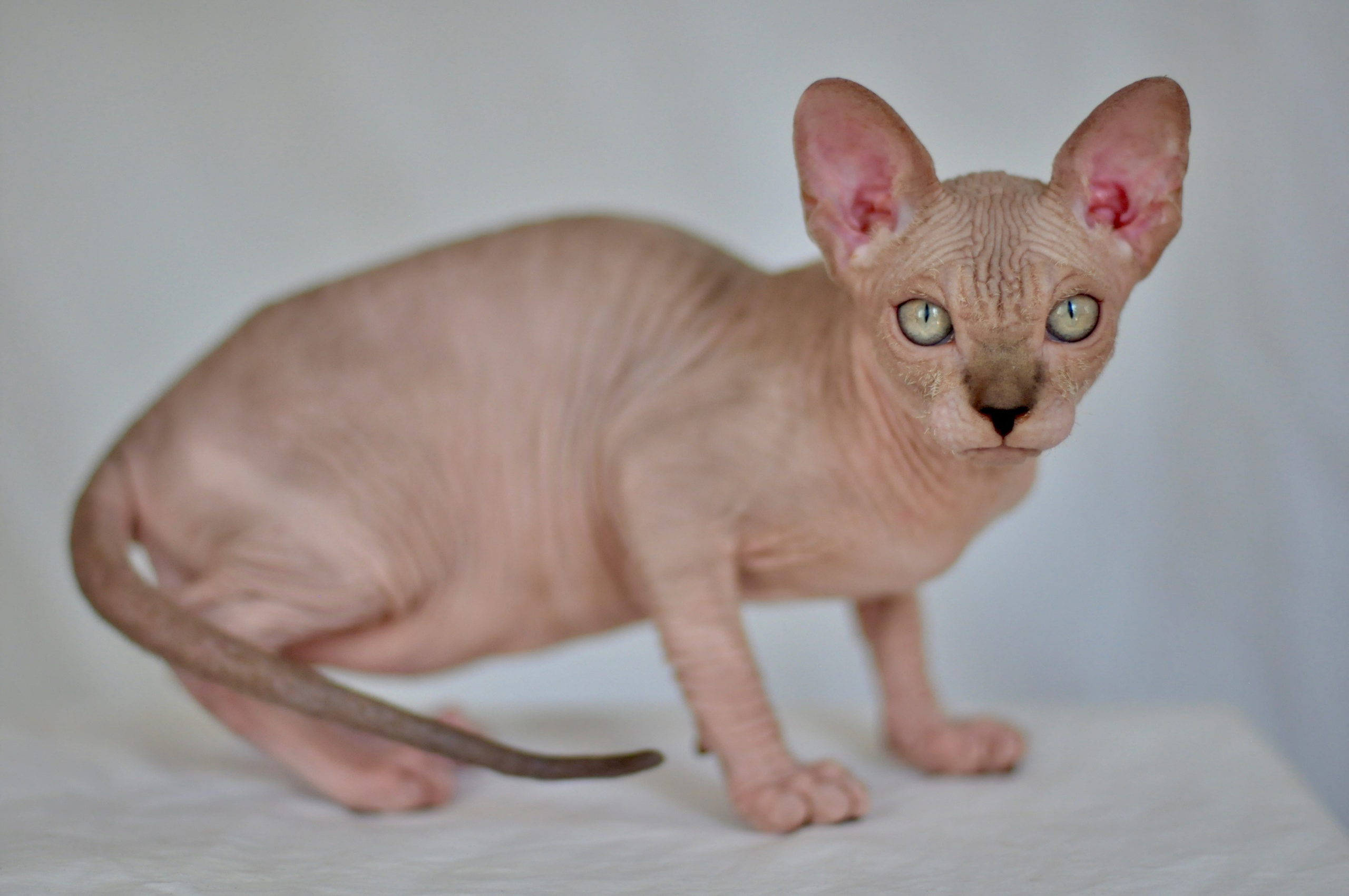 sphynx kitten Cyprus