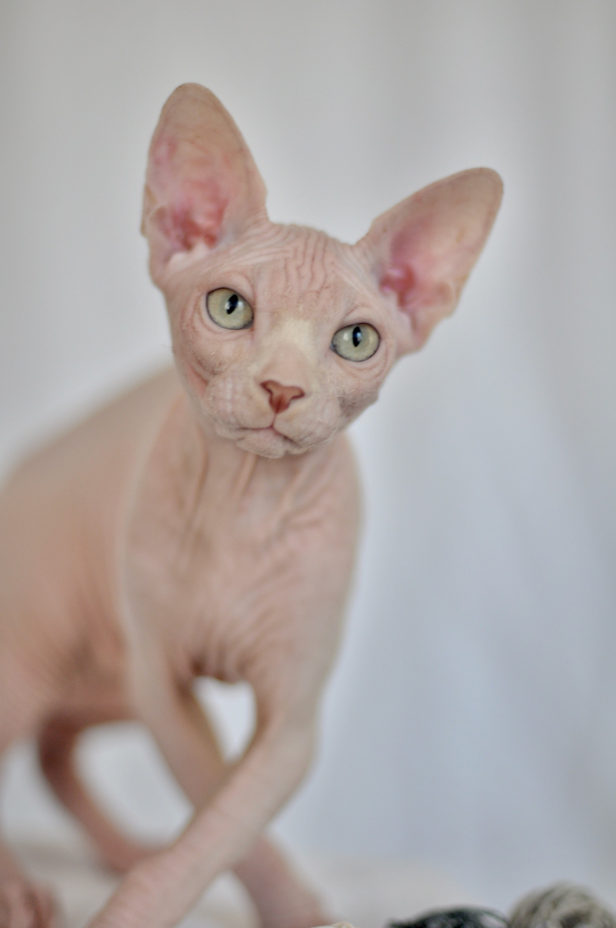 sphynx kittens Budapest, Debrecen, Szeged, Pécs