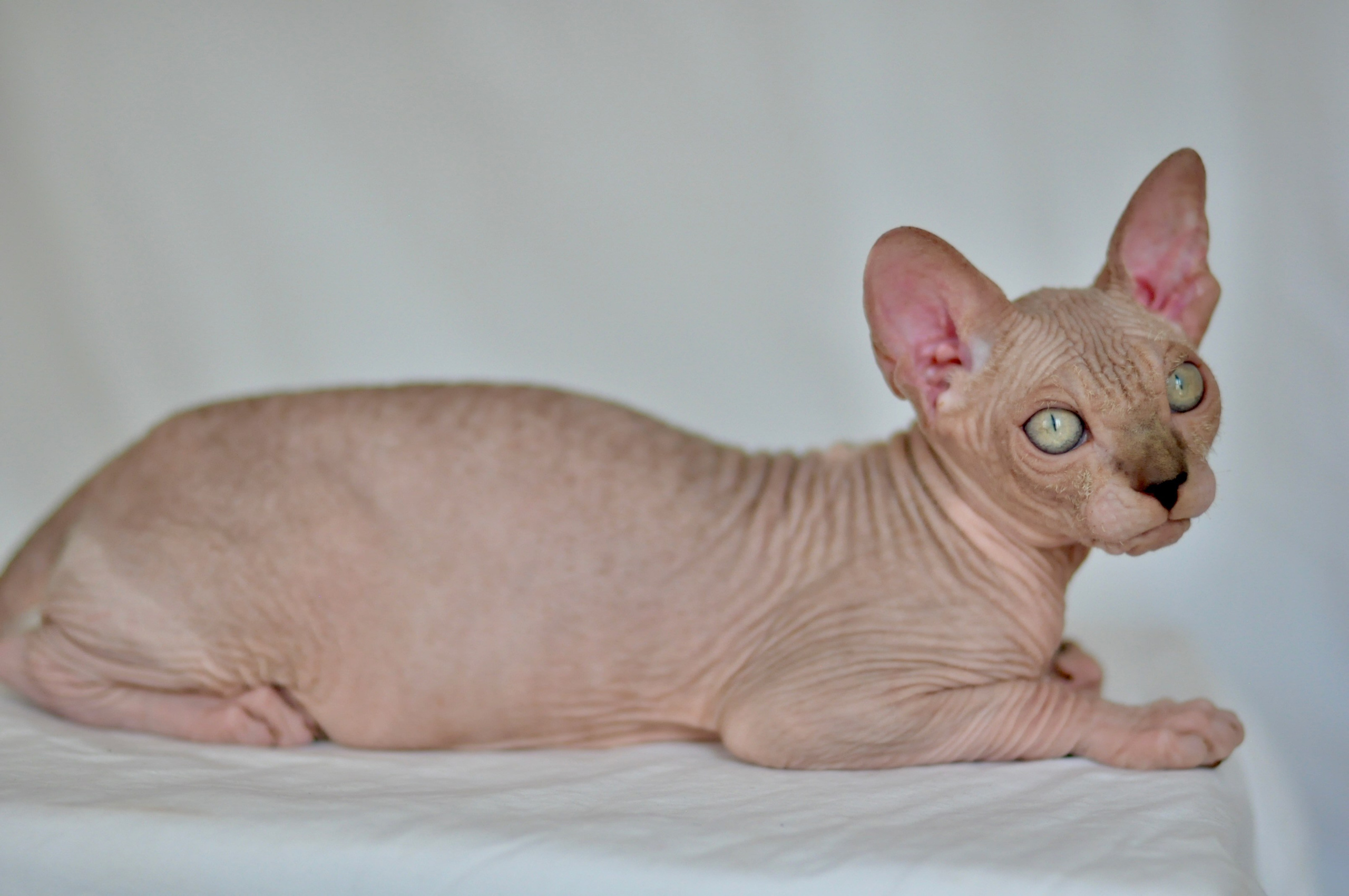 sphynx kitten Cyprus