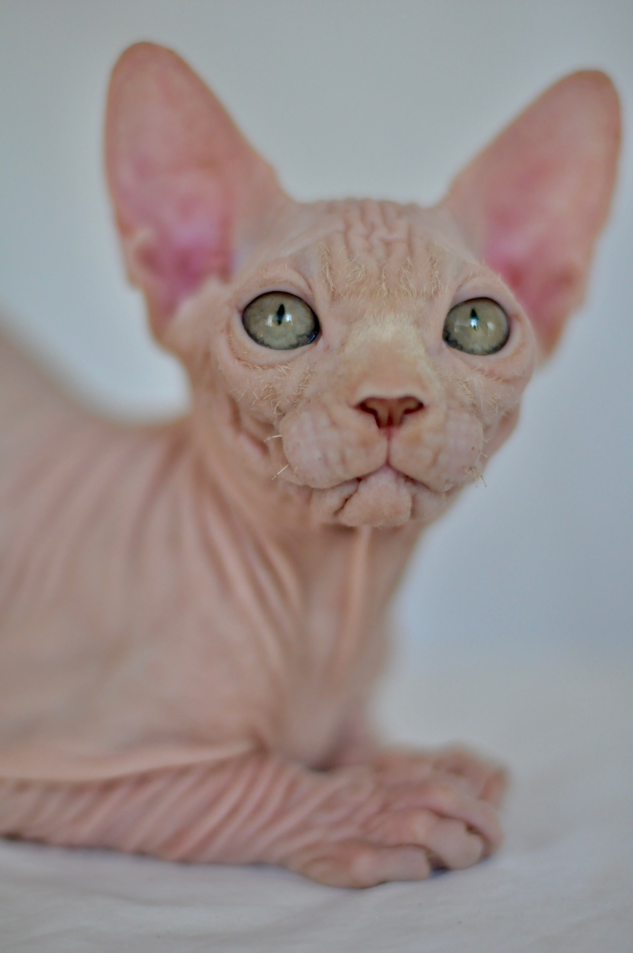 ICARUS ♂ DOB 22/05/2026 AVAILABLE. Питомник Канадских Сфинксов MURVEL, город Лимассол, Кипр