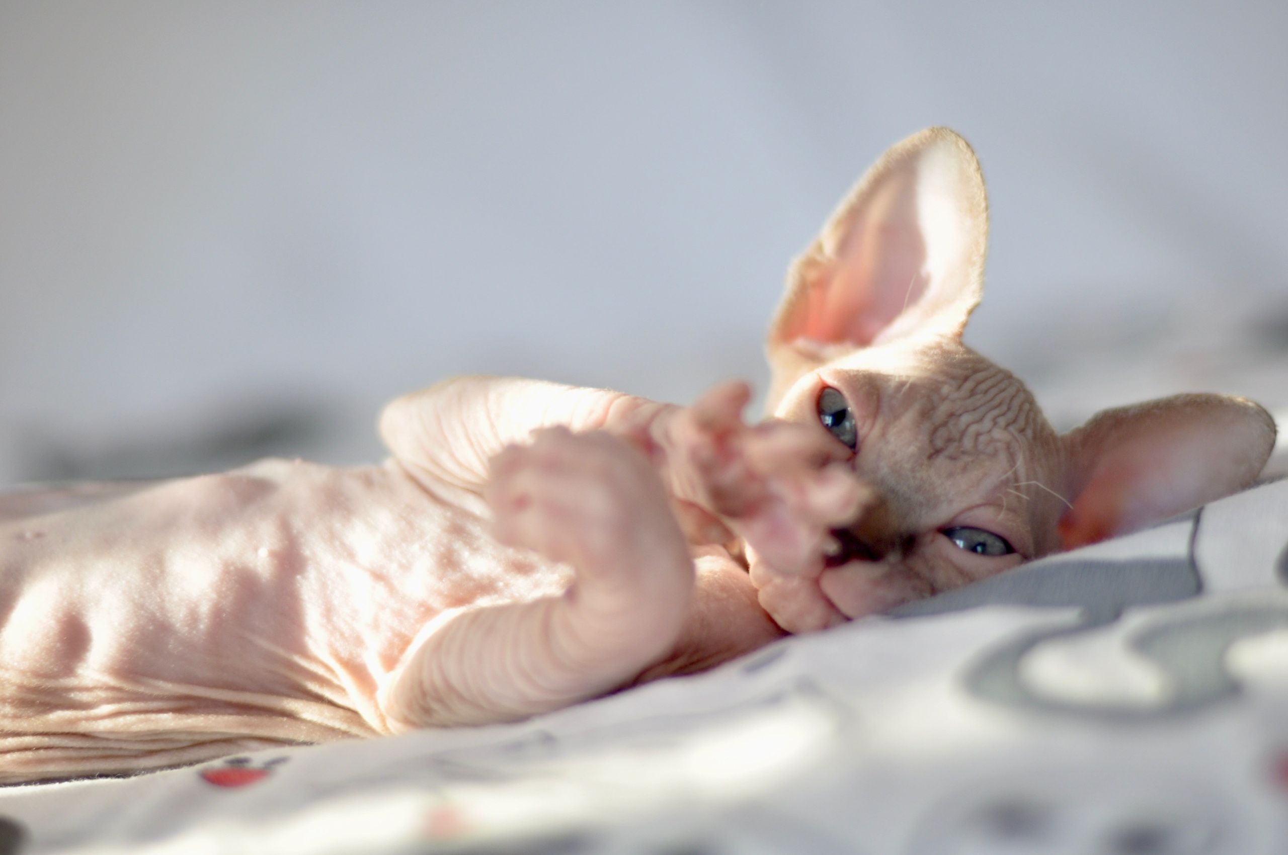 sphynx kitten Cyprus