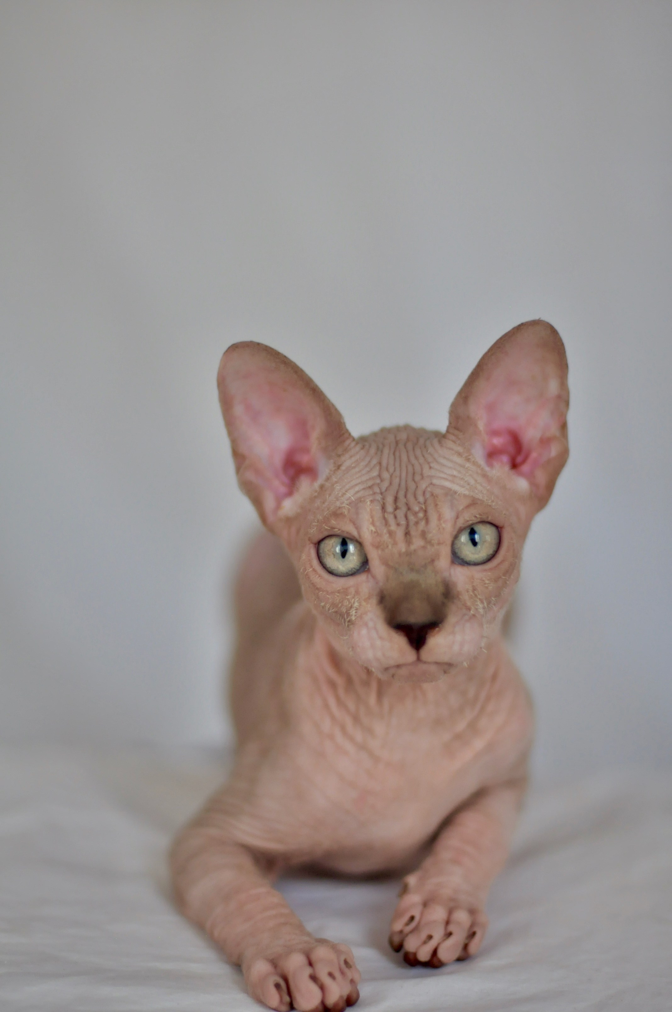 sphynx kitten