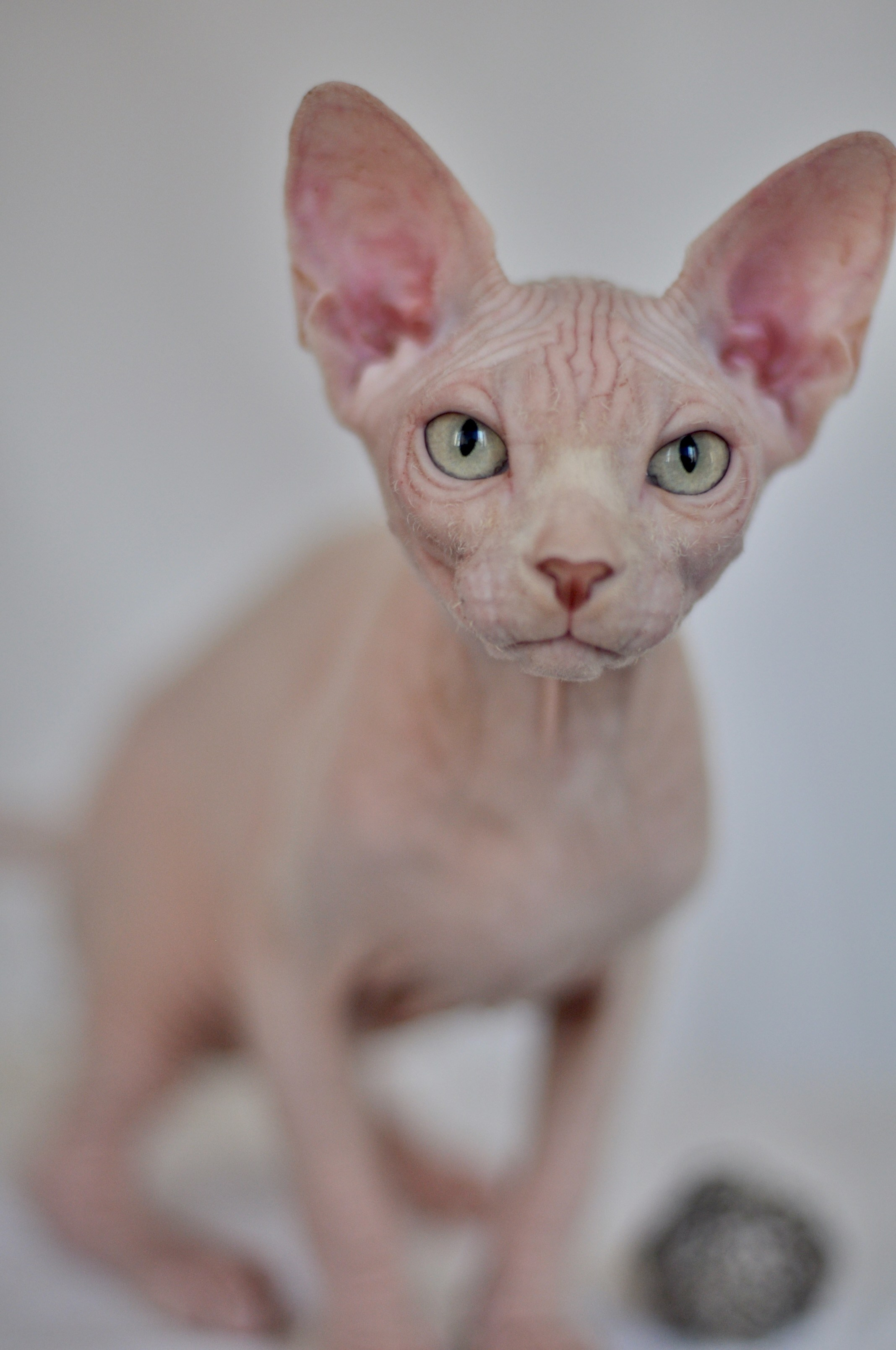 sphynx kittens United States