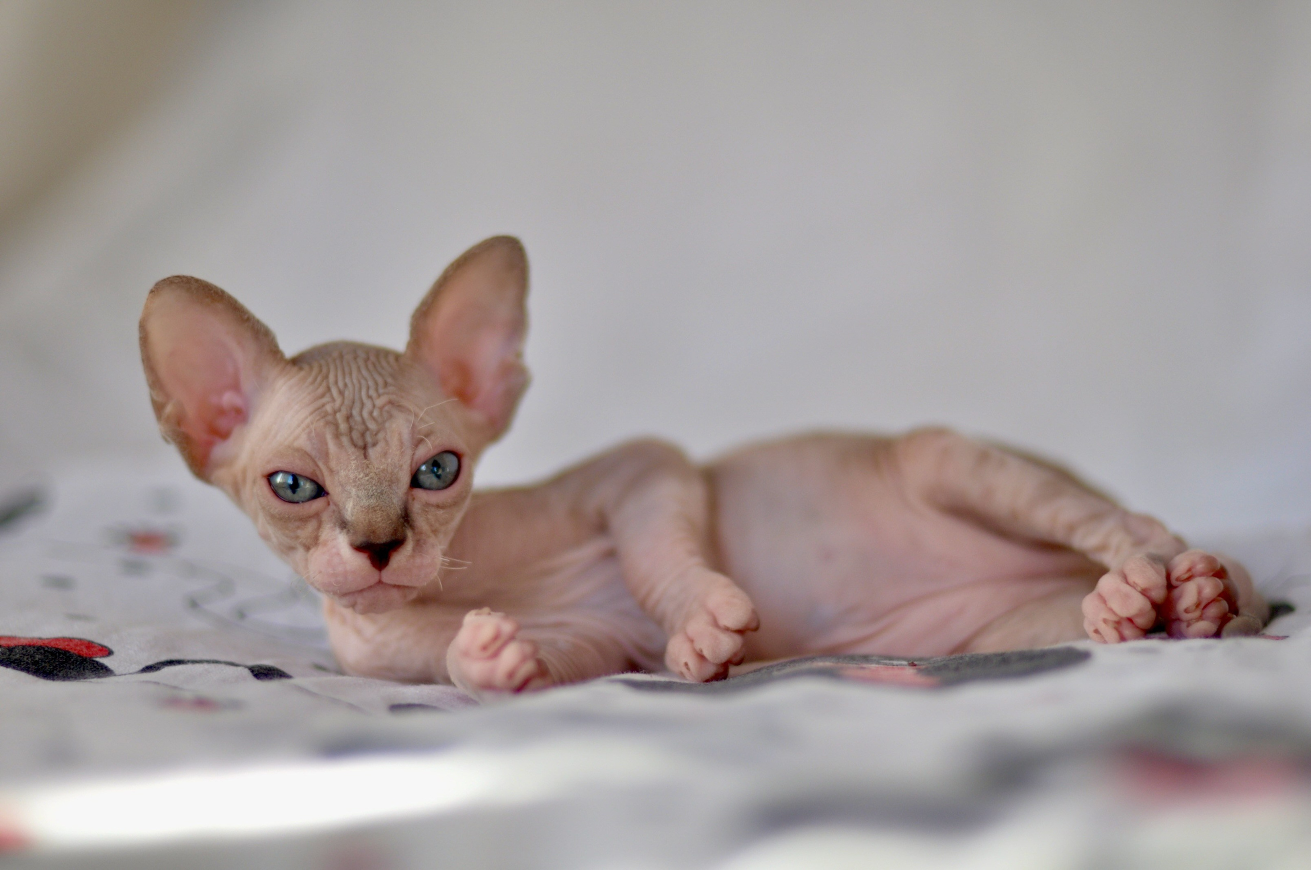 sphynx kitten Cyprus