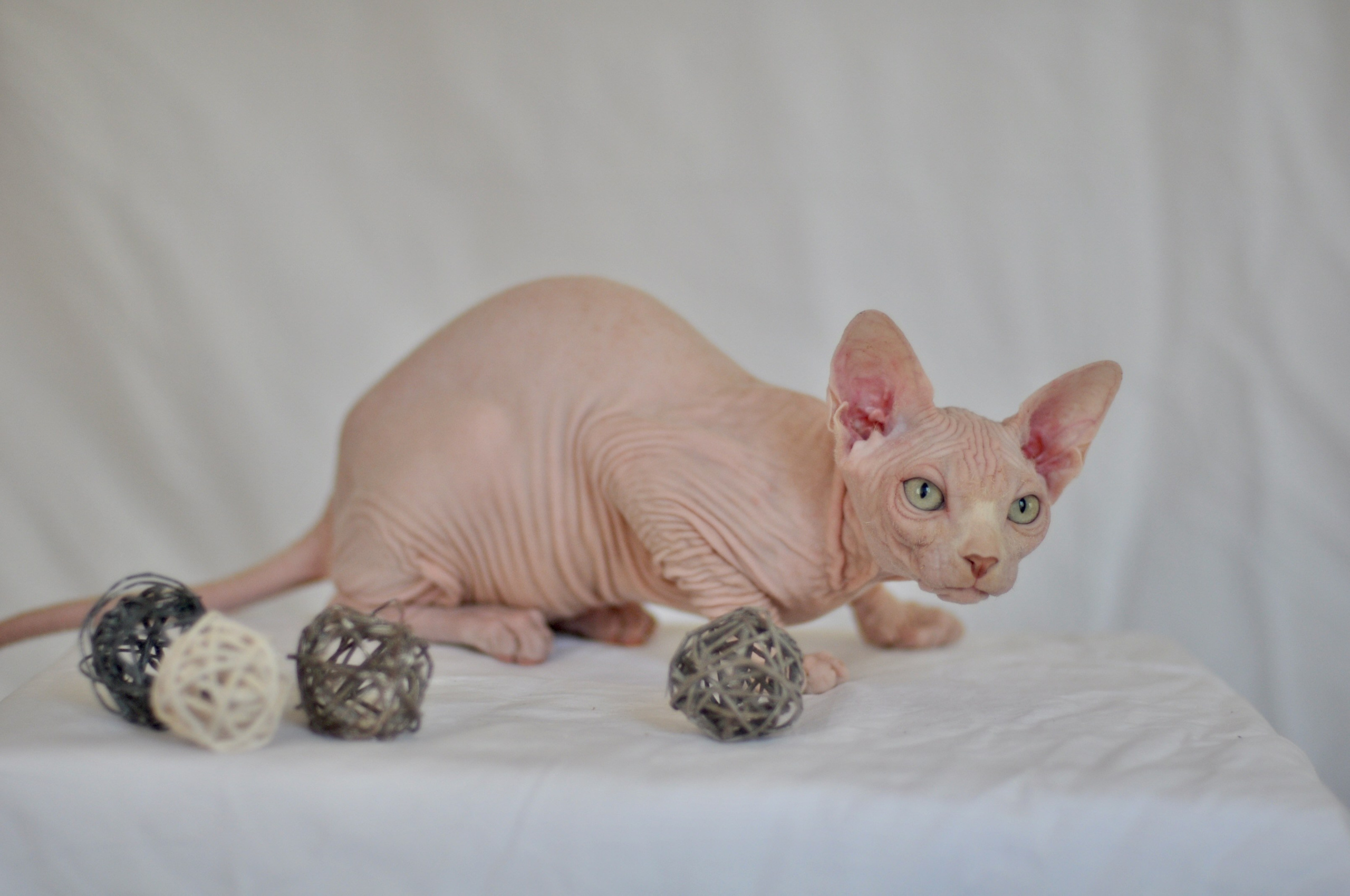 sphynx kittens USA
