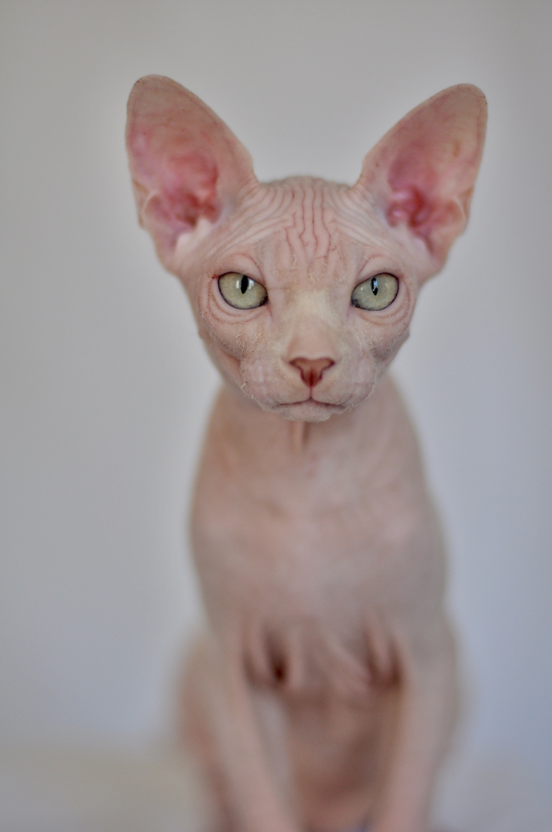 Canadian Sphynx kittens for European families from Murvel cattery in Cyprus